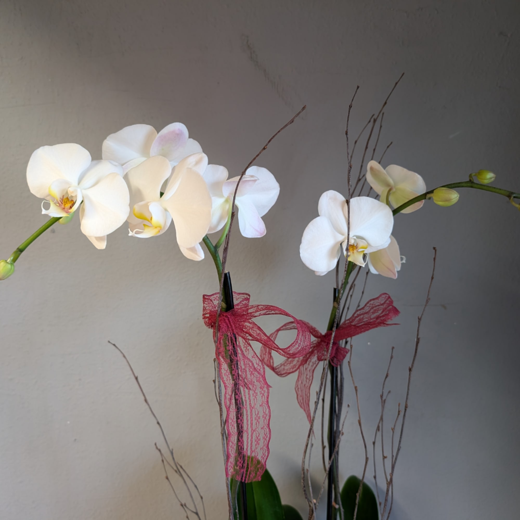 White orchids tied with pink ribbon in tall black vases