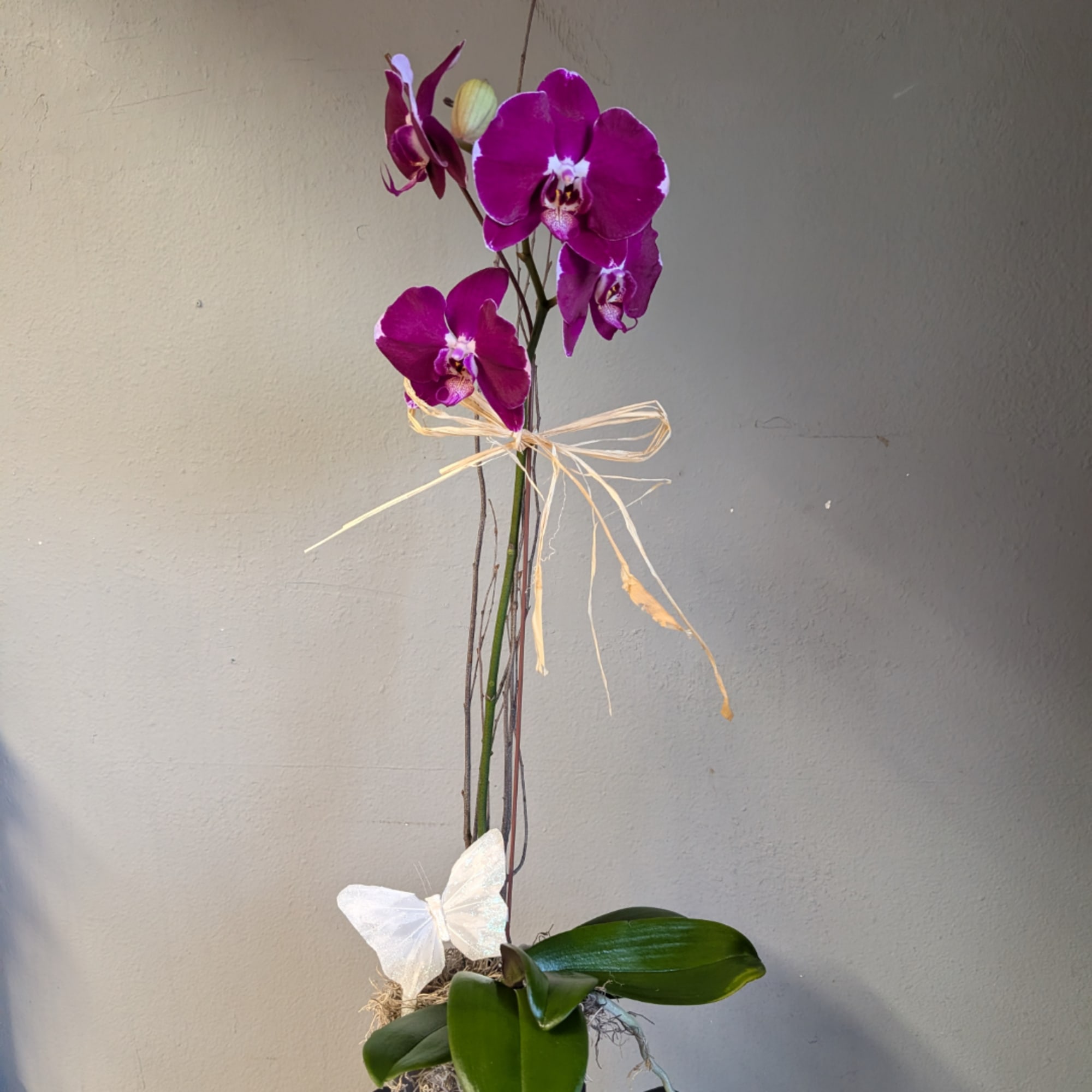 Purple orchid plant with a white bow in a small container