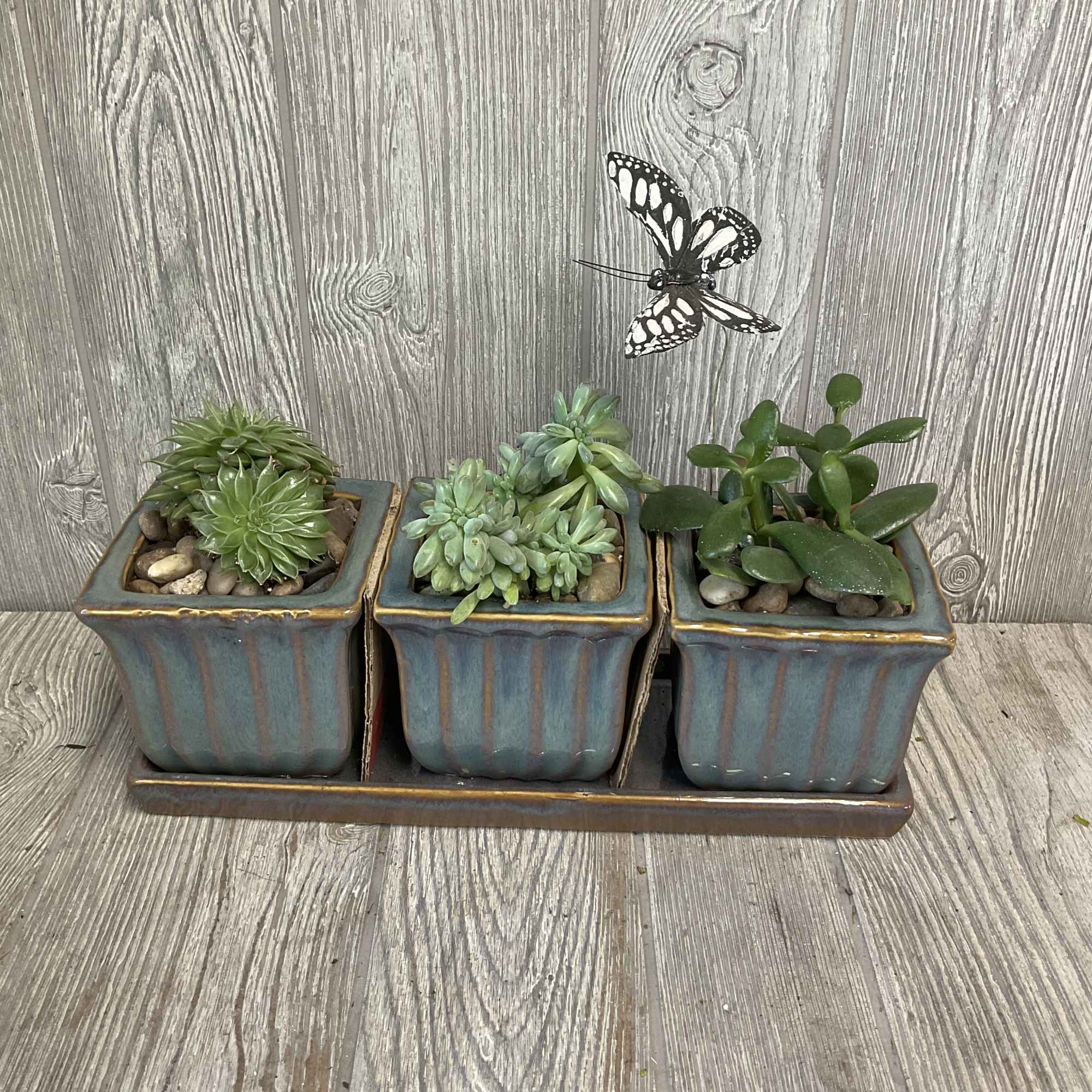 Three potted succulents in square ceramic planters on a tray
