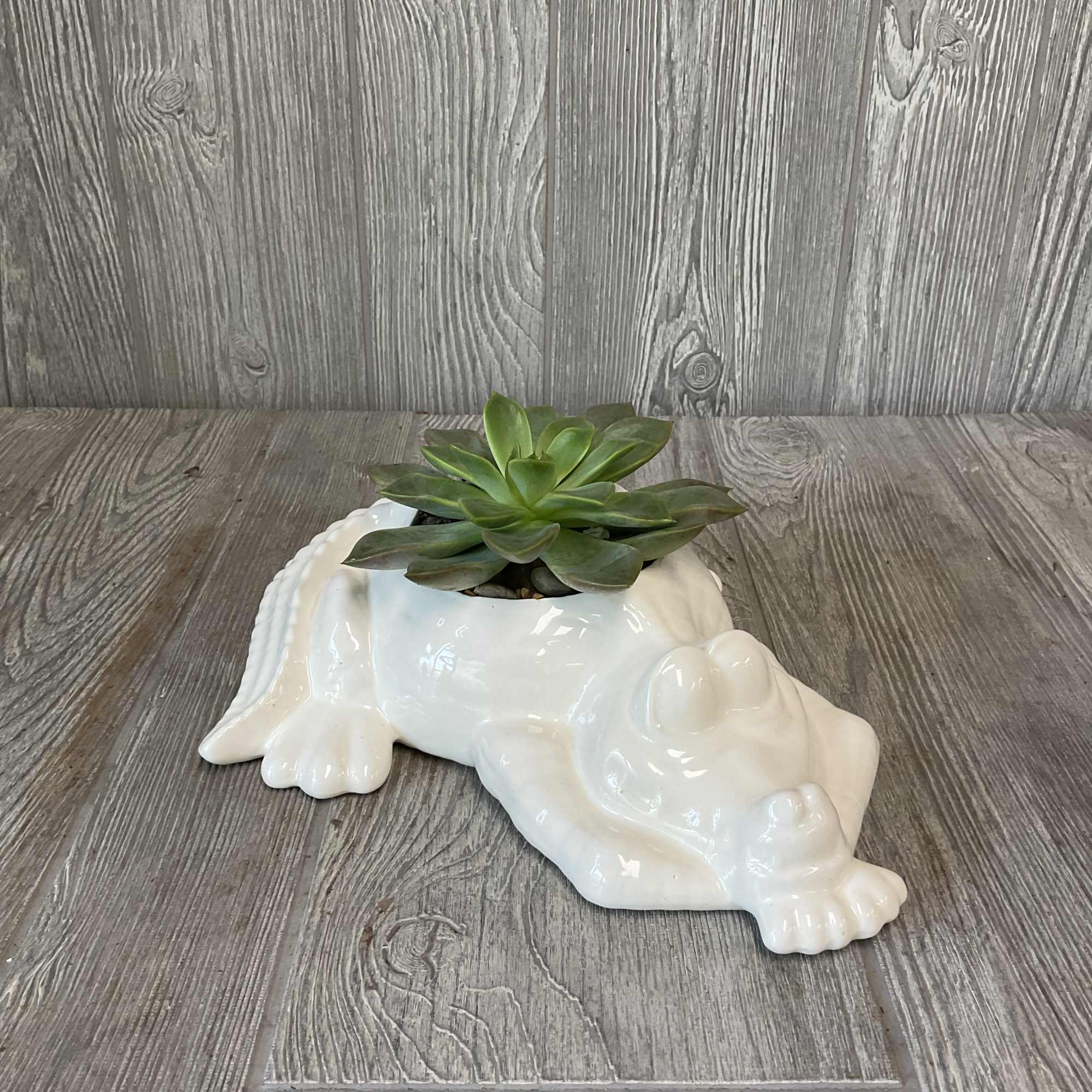 Succulent in a white ceramic frog-shaped planter