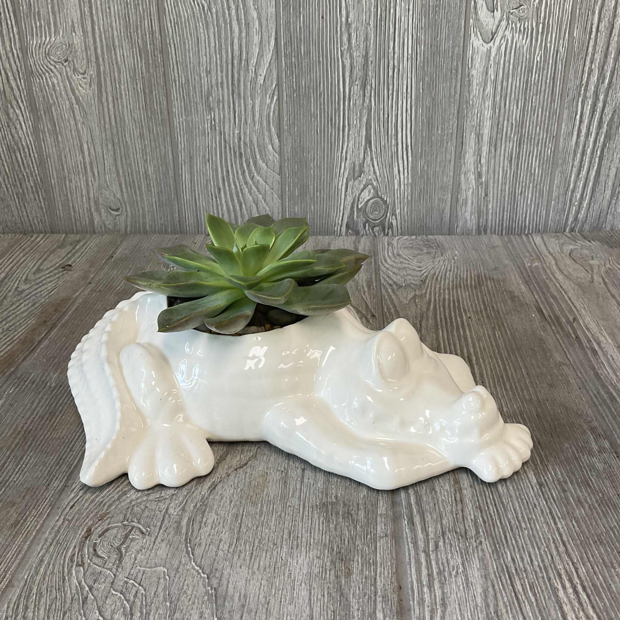 Succulent in a white ceramic frog planter