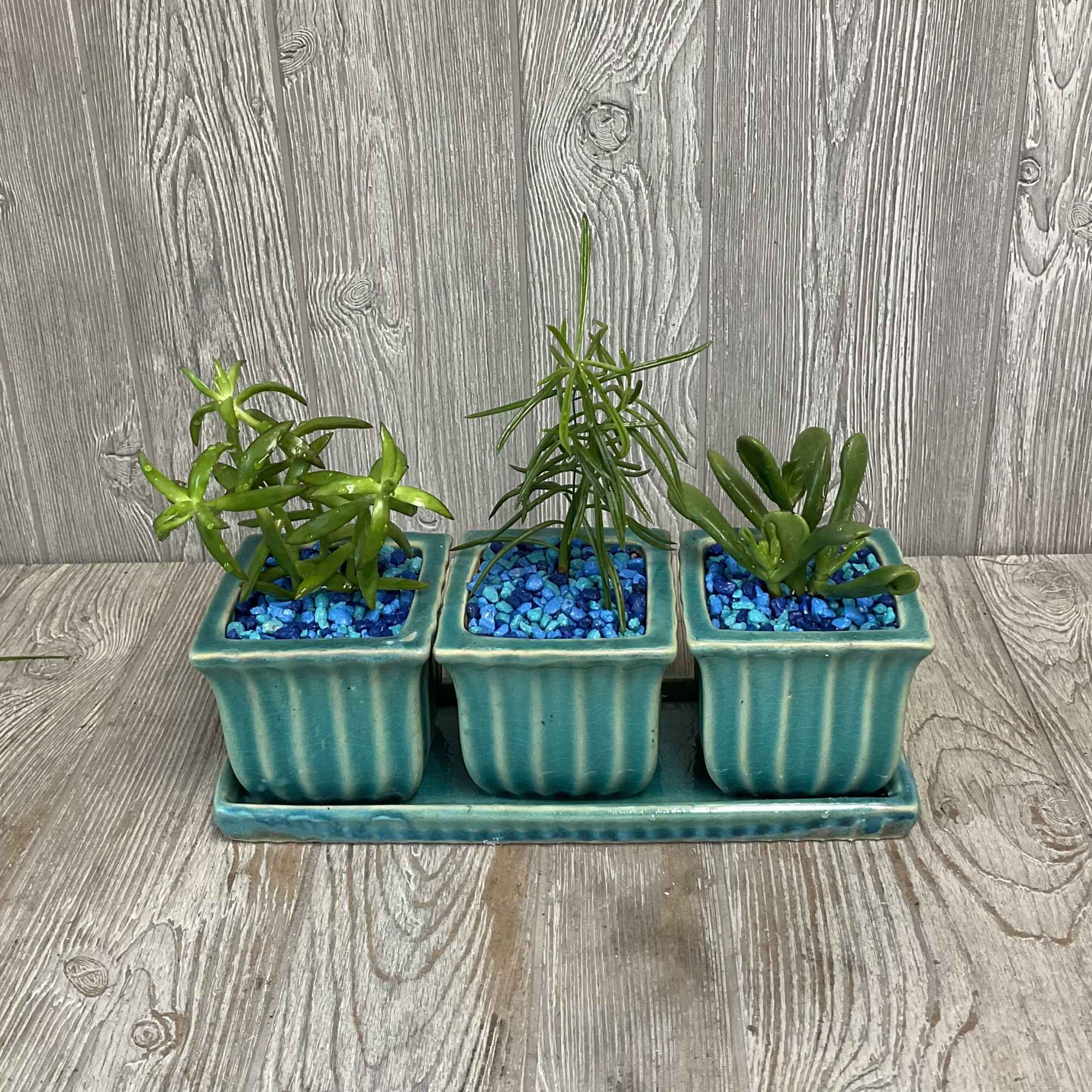Three small potted succulents in turquoise planters on a matching tray