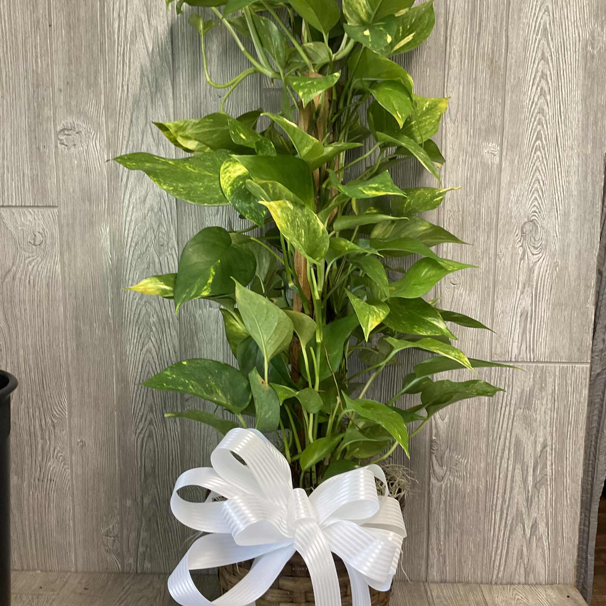 A tall, upward-growing pothos trained to a support pole creates an elegant