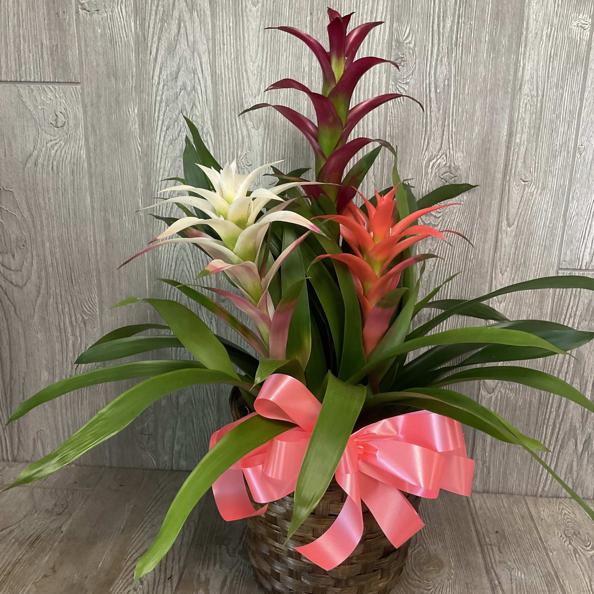 Tropical plant basket with red, white, and coral bromeliads and a pink ribbon bow