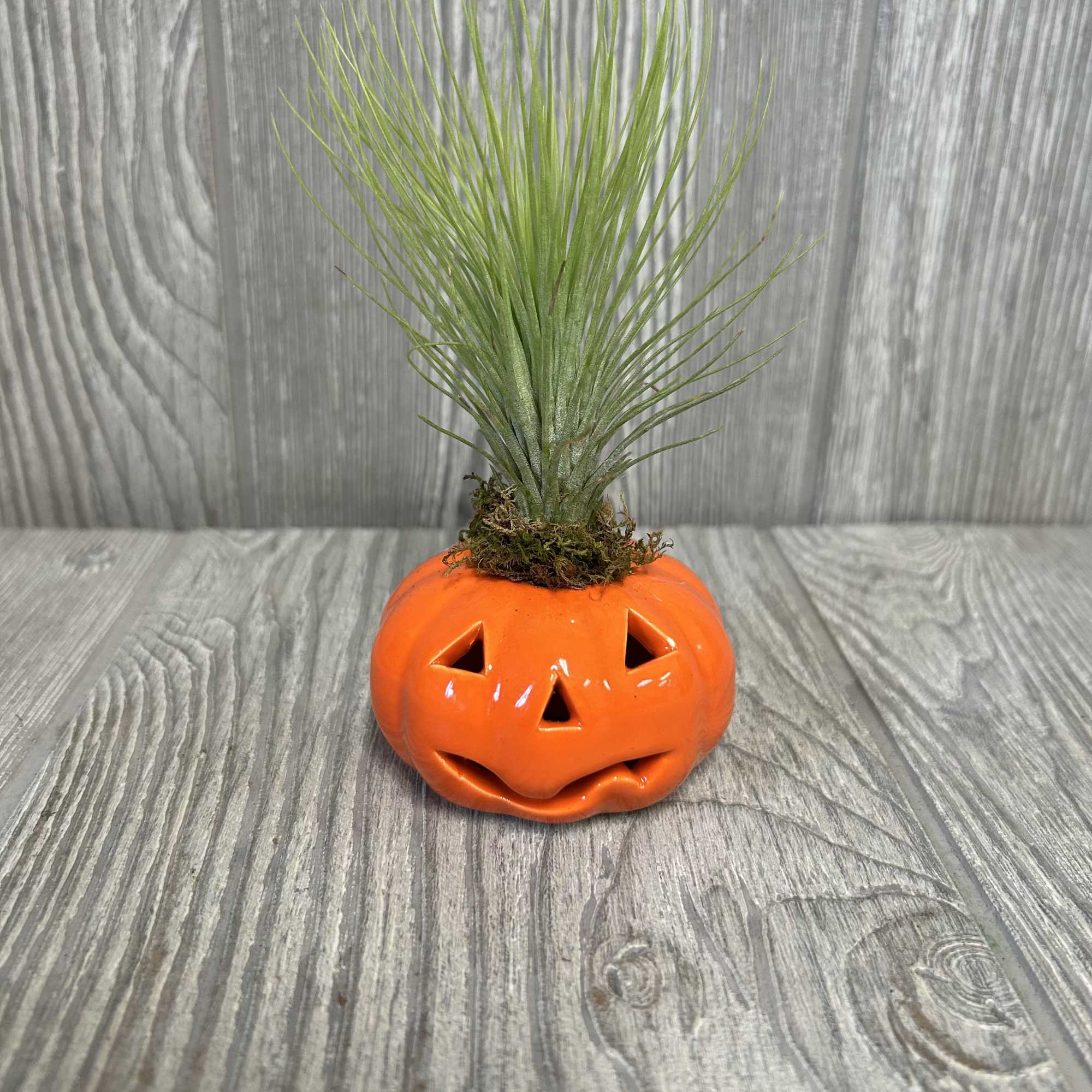 Air plant in a small orange jack-o'-lantern pot