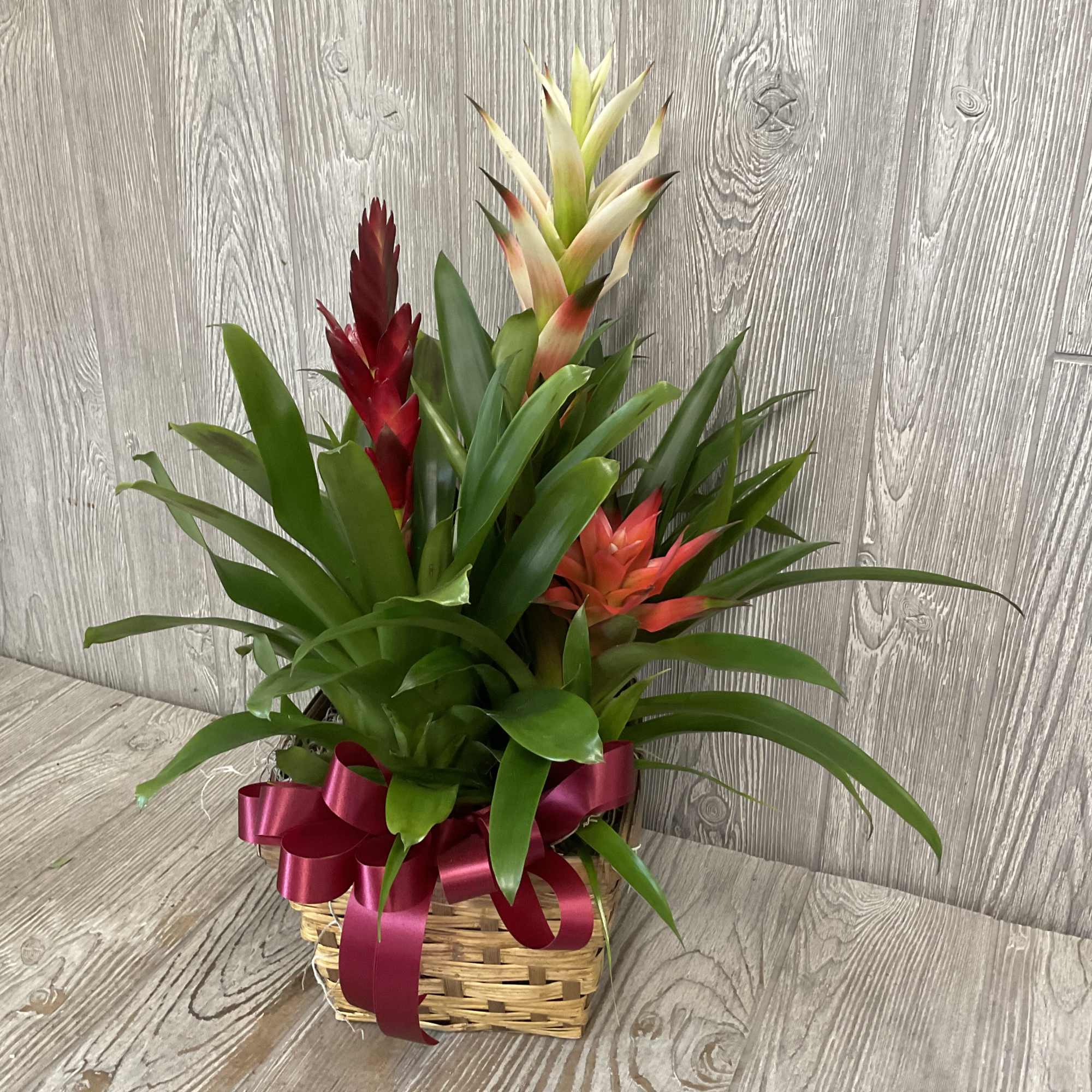 Tropical plant arrangement in a wicker basket with a burgundy ribbon