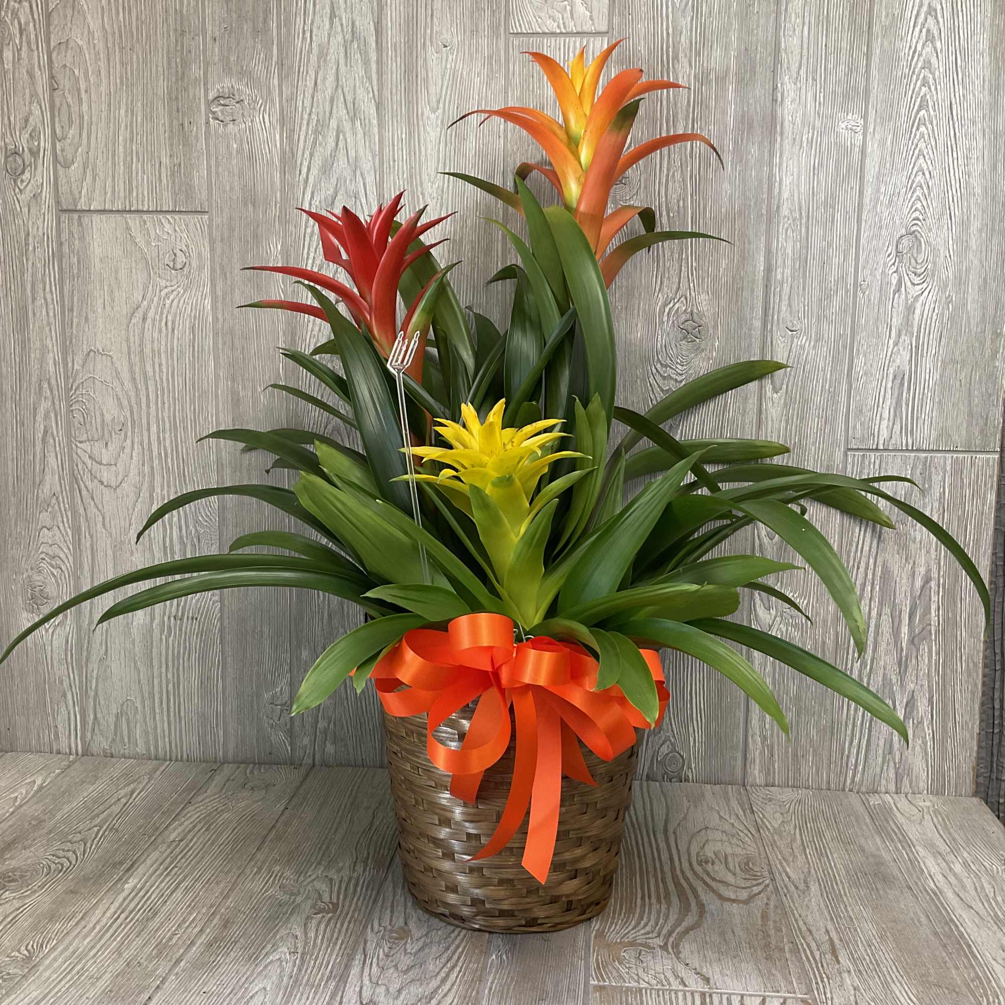Potted bromeliad arrangement in a woven basket with orange ribbon