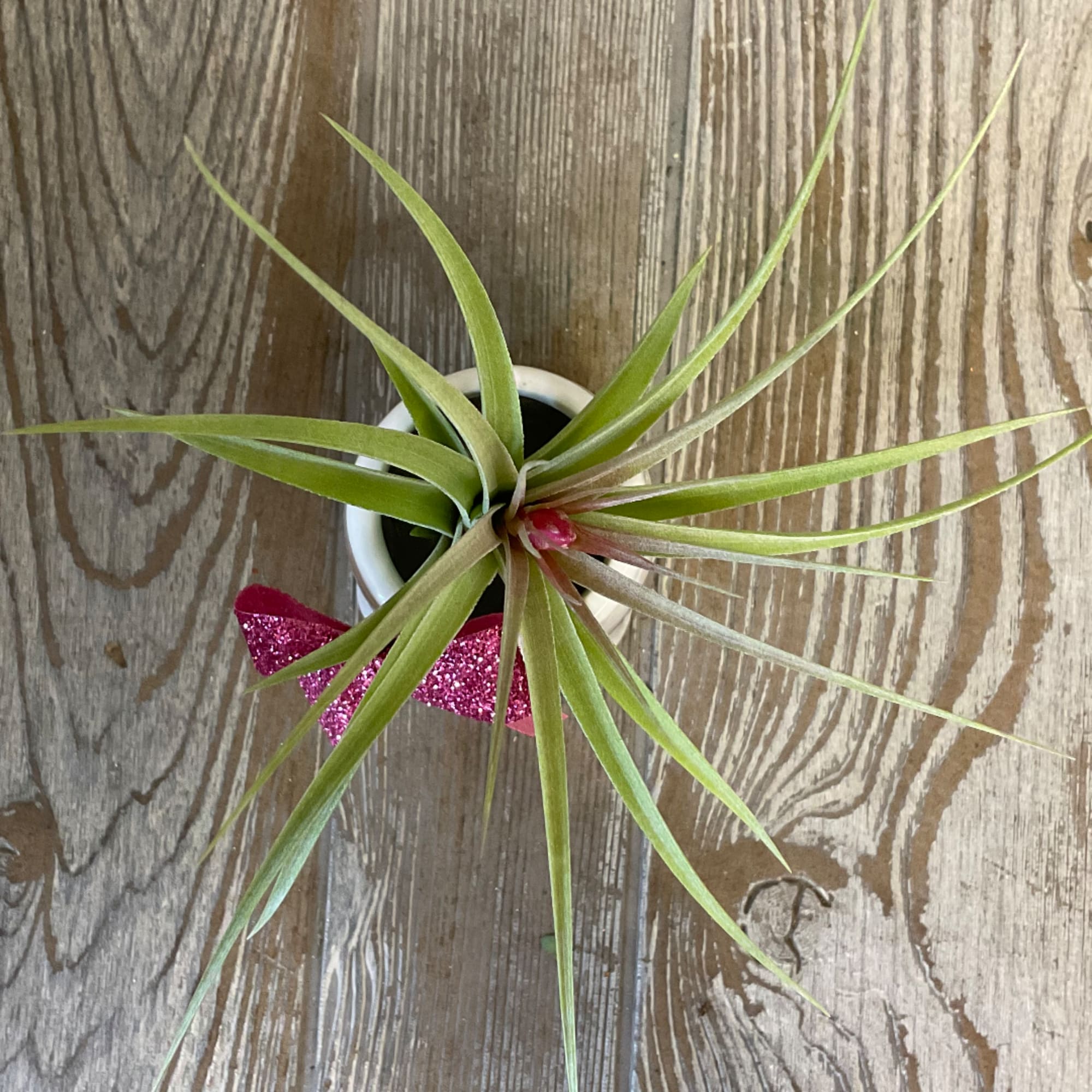Potted air plant with a pink glitter bow on a wood surface