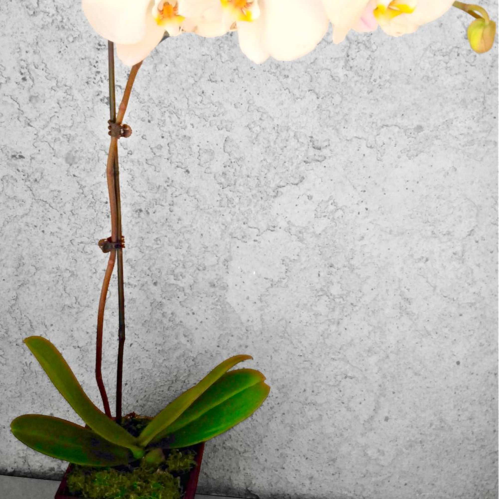 Potted white orchid with broad green leaves in a square planter