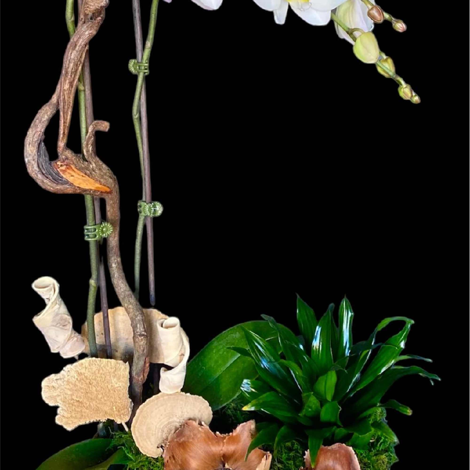 White orchid arrangement in a decorative planter with moss and shells