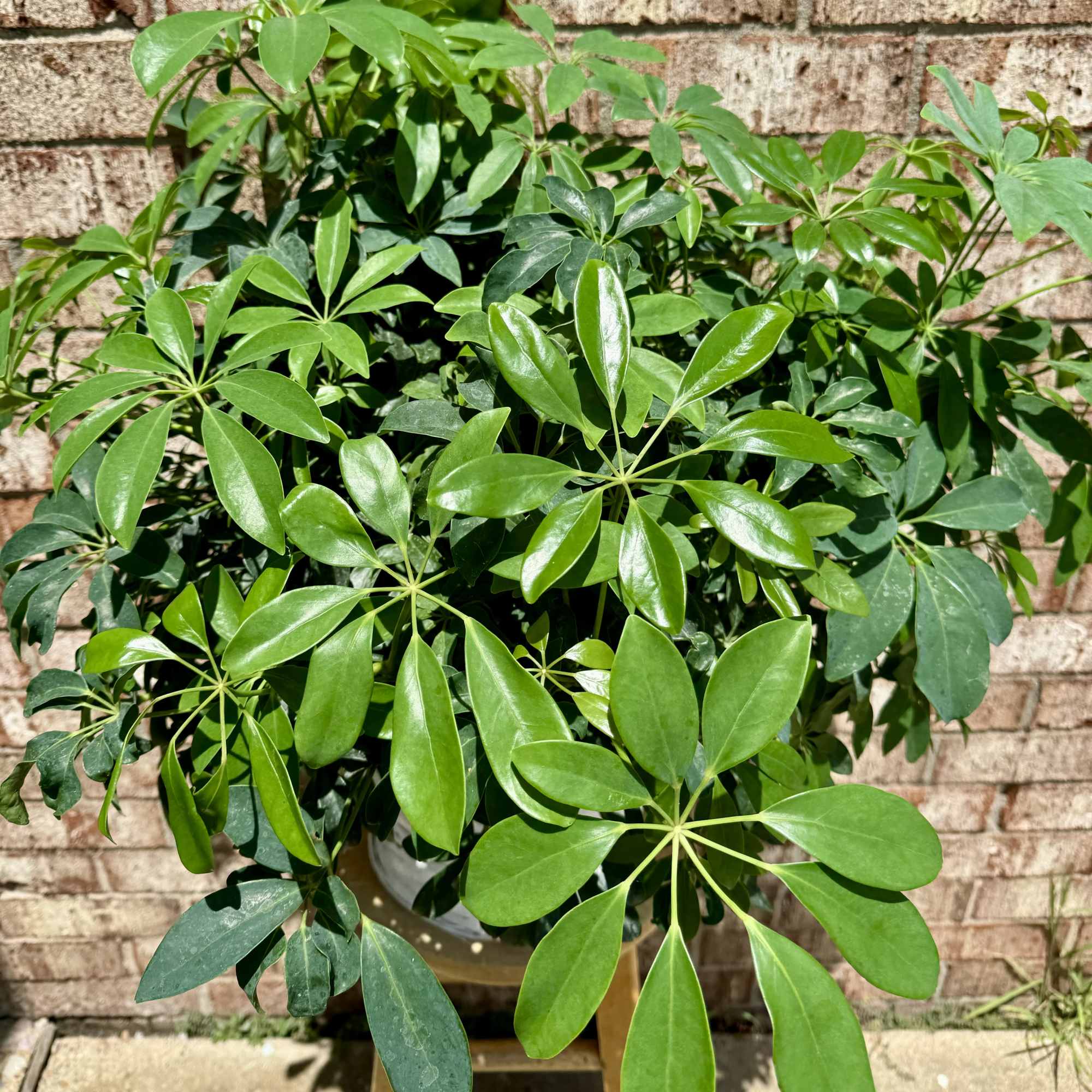 Potted umbrella plant with glossy green leaves in a white container against a brick wall