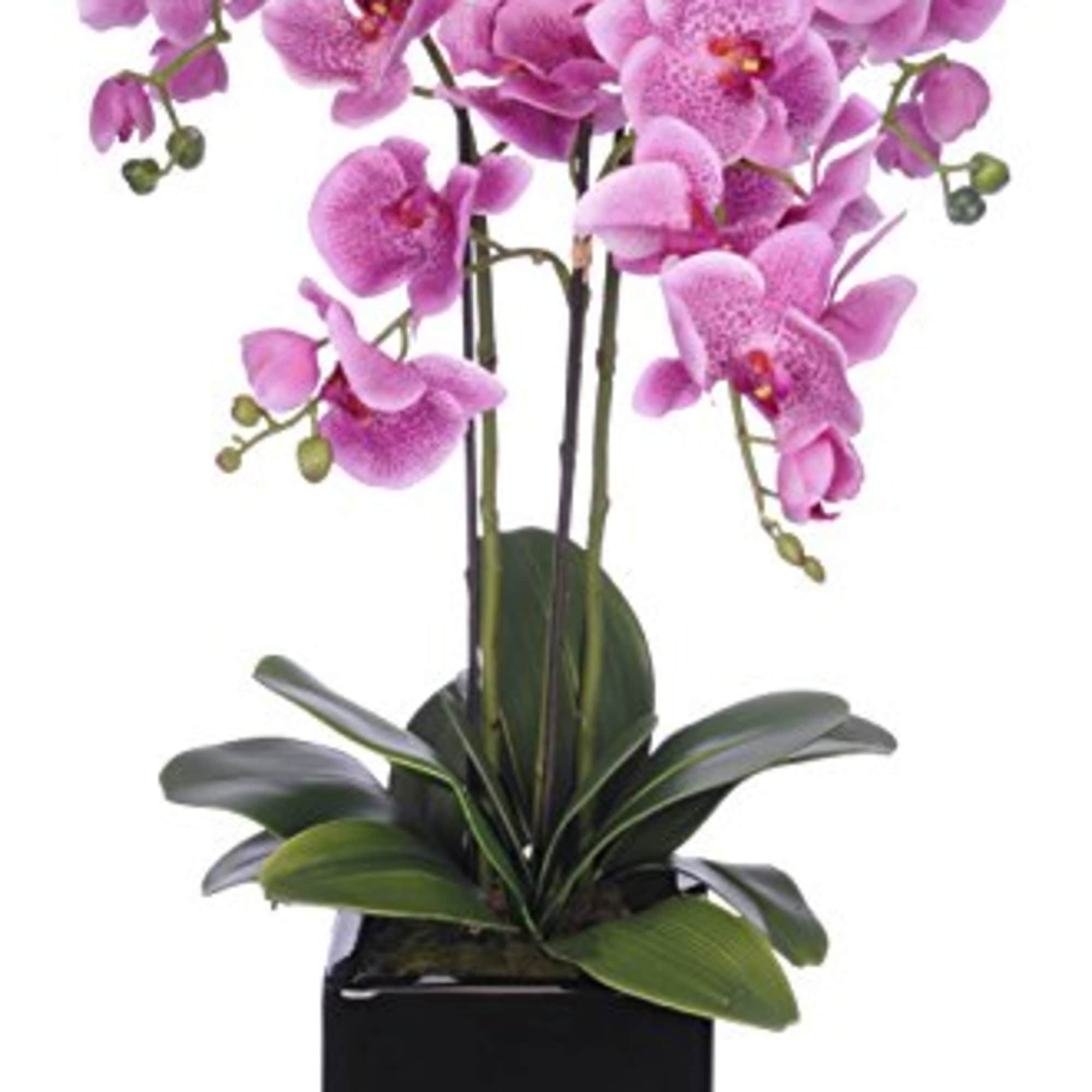 Pink orchids in a black square planter