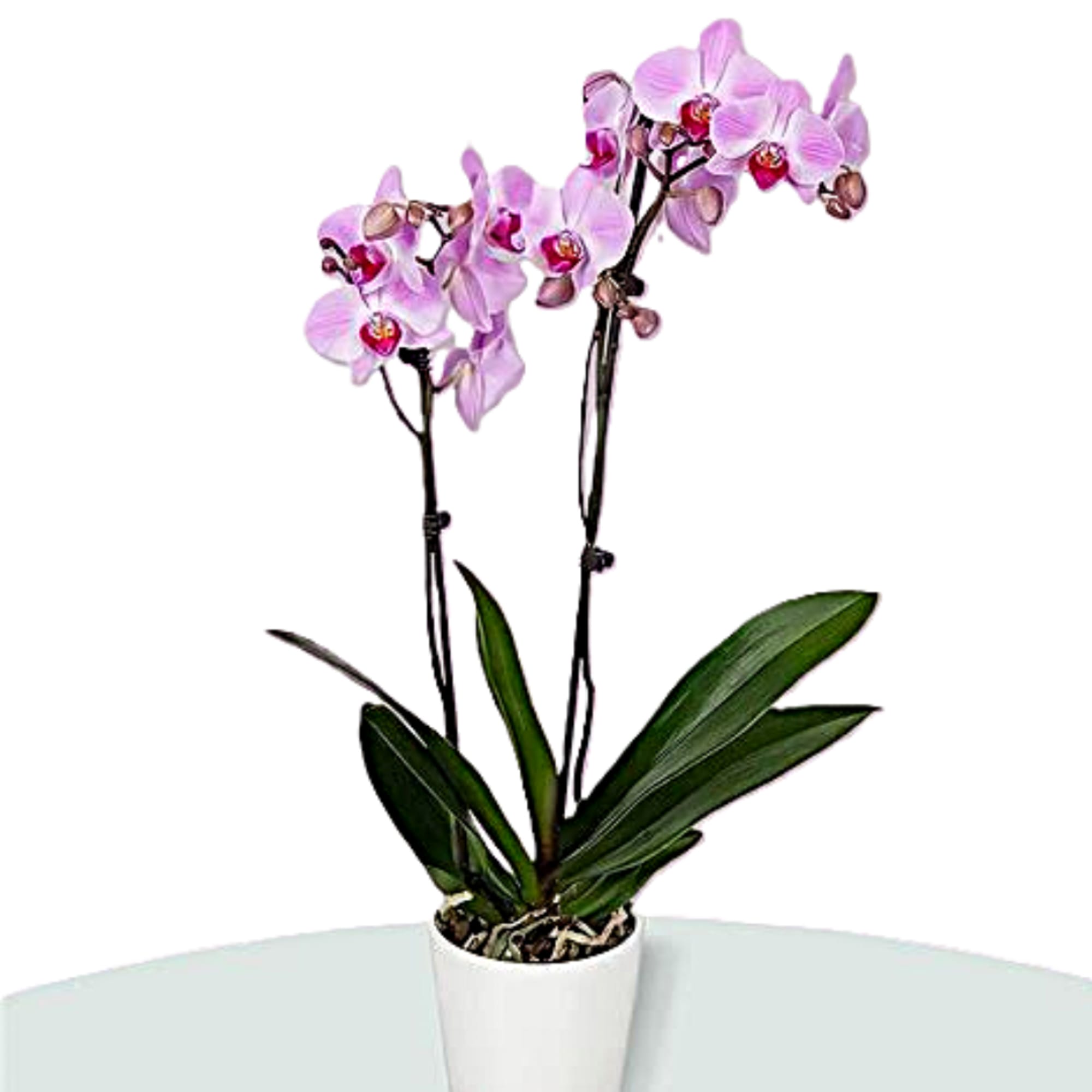 Potted orchid plant with pink blooms in a white container