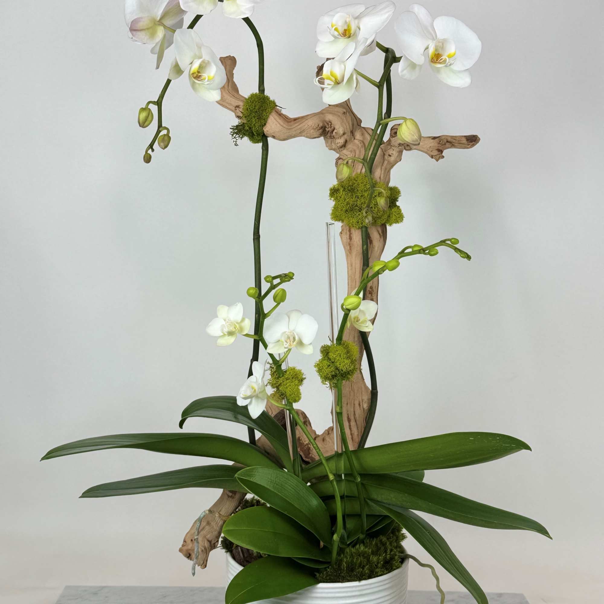 White orchids arranged with driftwood in a white pot