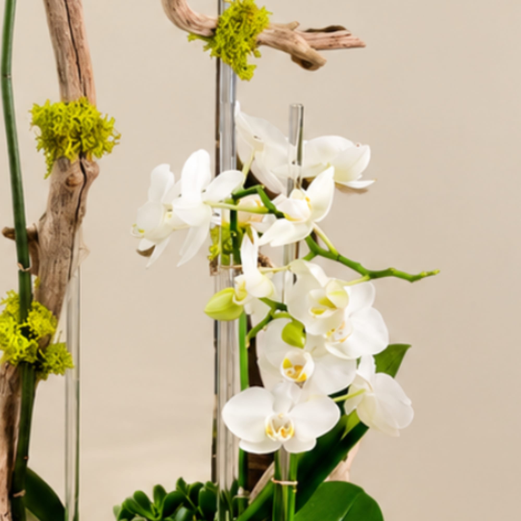 White orchids arranged with driftwood and green accents in a tall display