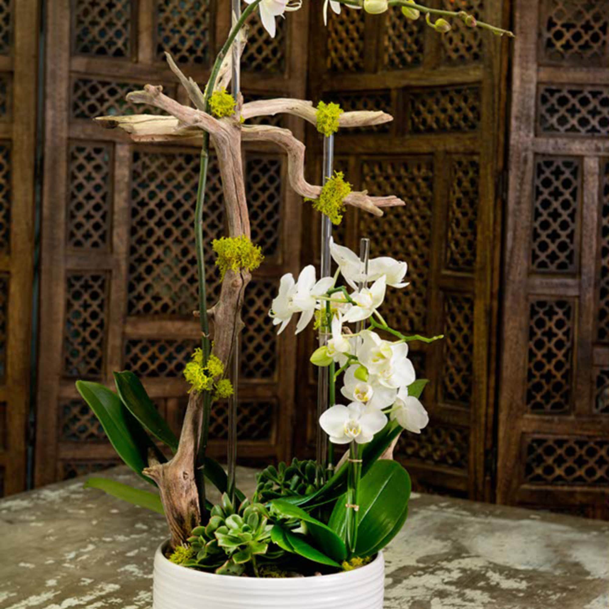 White orchids arranged in a white pot with driftwood and succulents