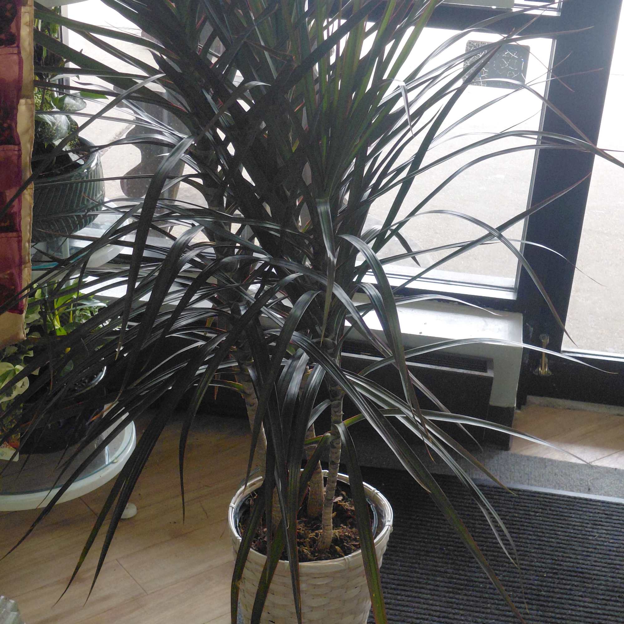 Tall potted dracaena plant with long dark leaves