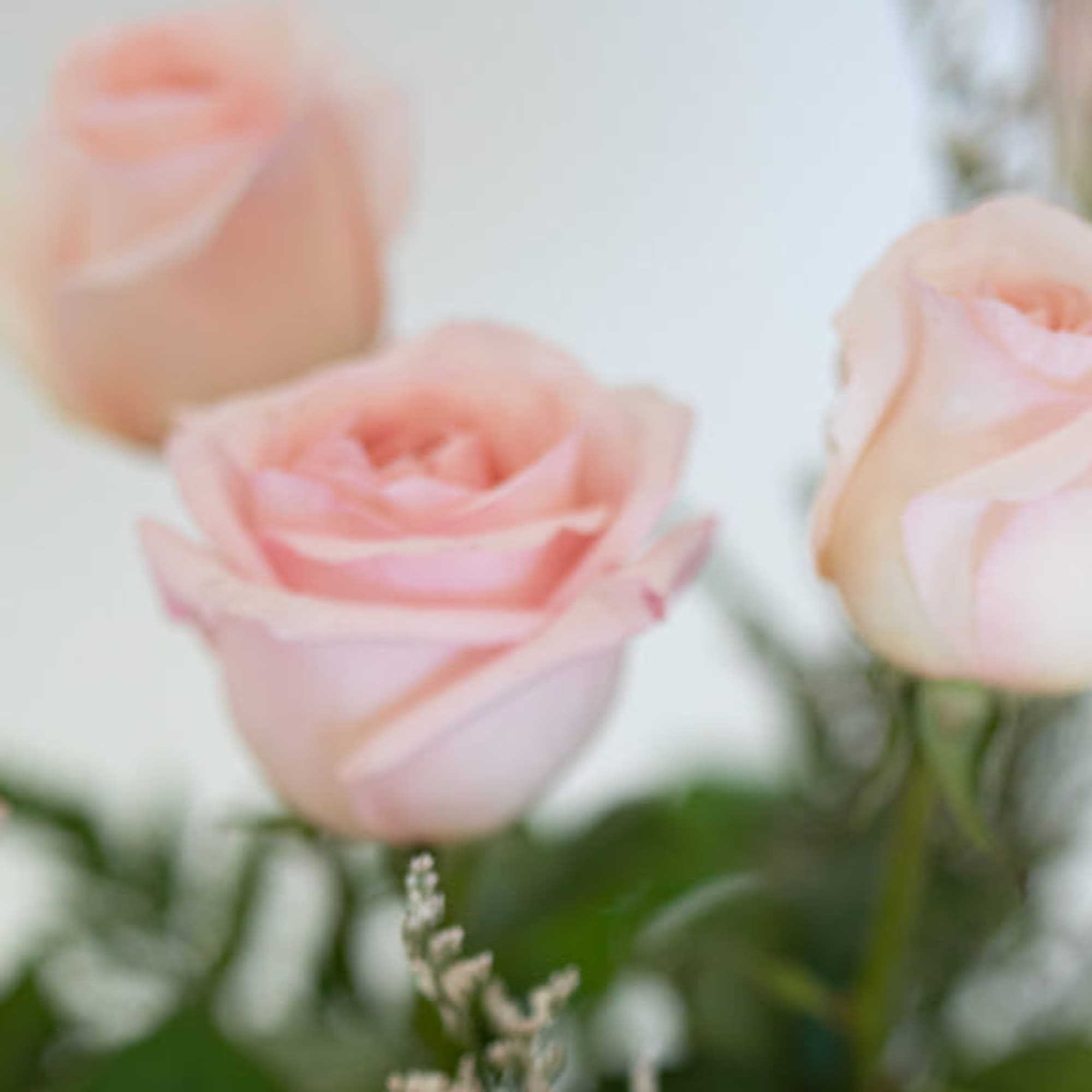 Soft pink roses in close-up with blurred greenery in the background