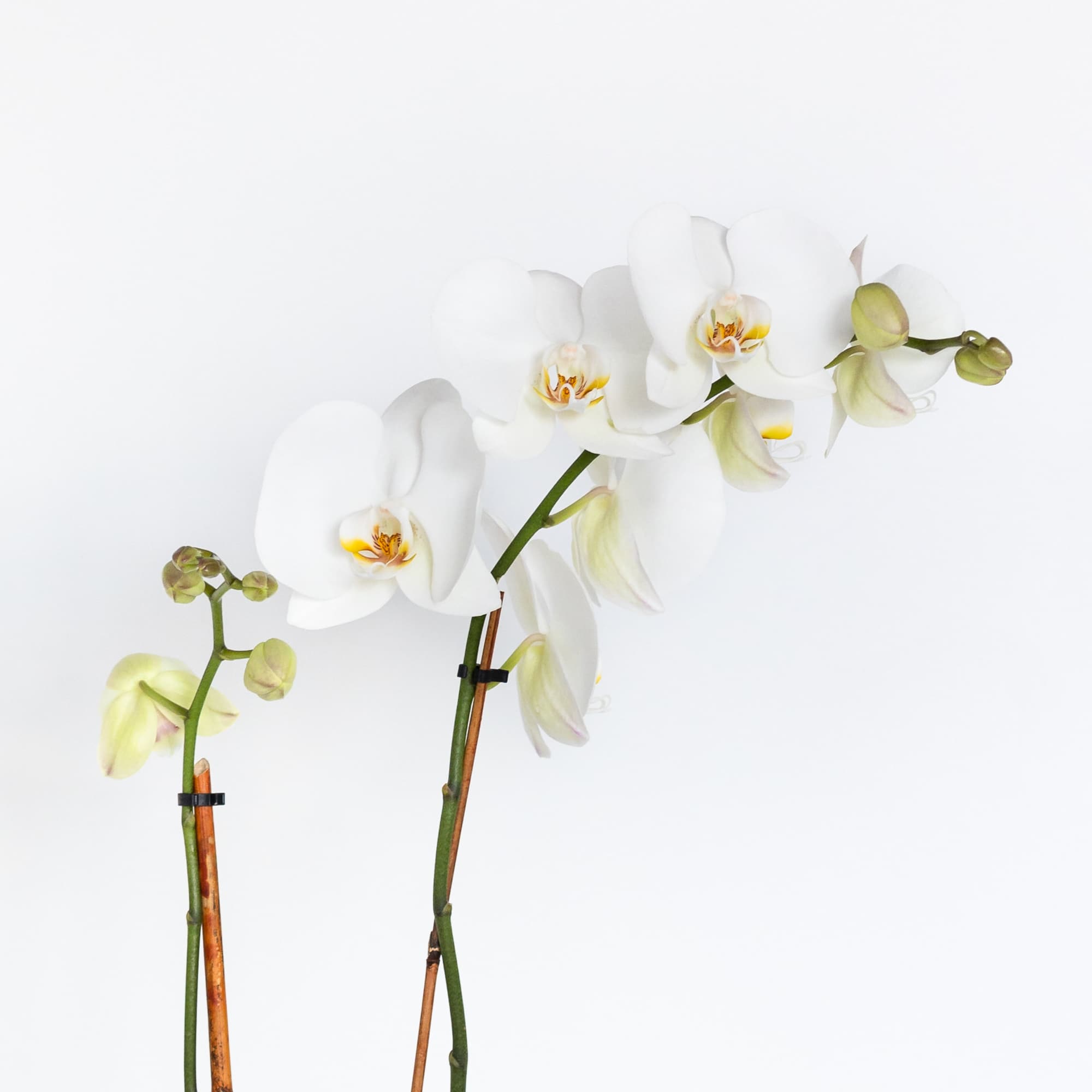 White orchid stems with pale green buds on a white background