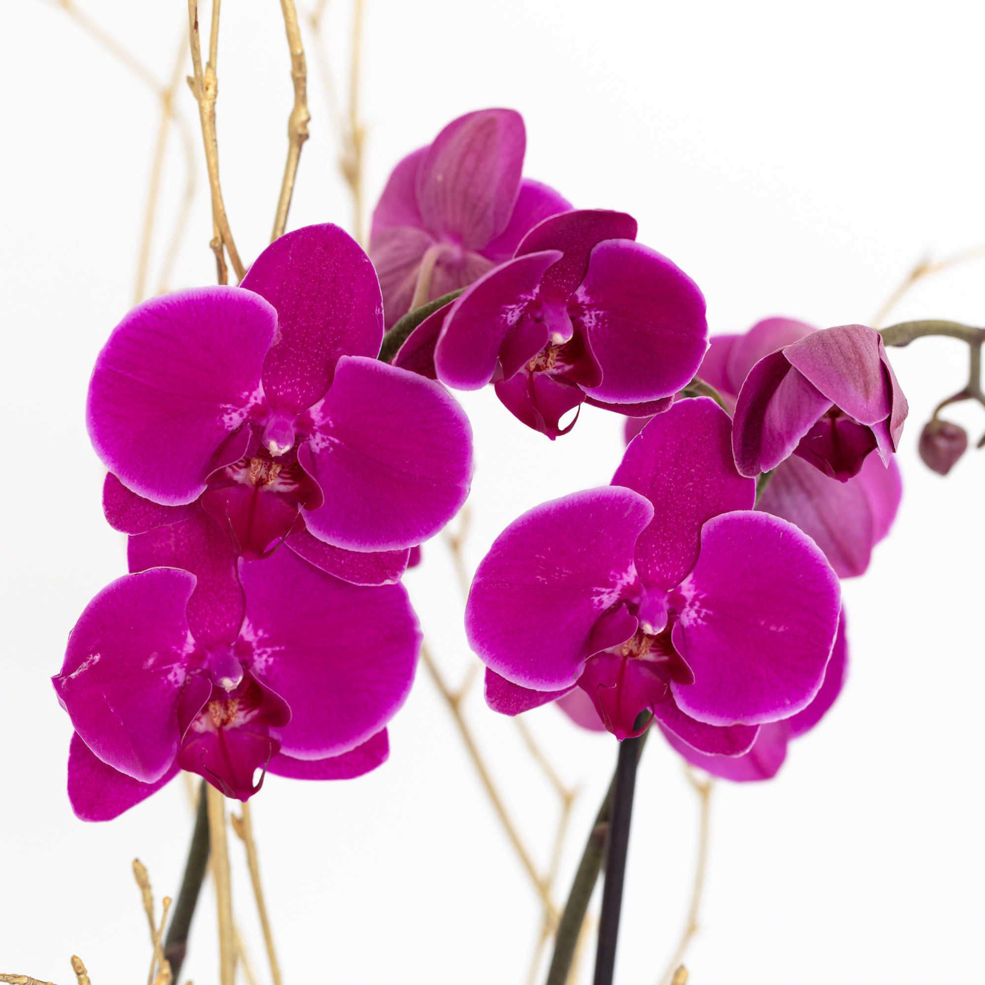 Magenta orchid blooms on slender stems against a white background.