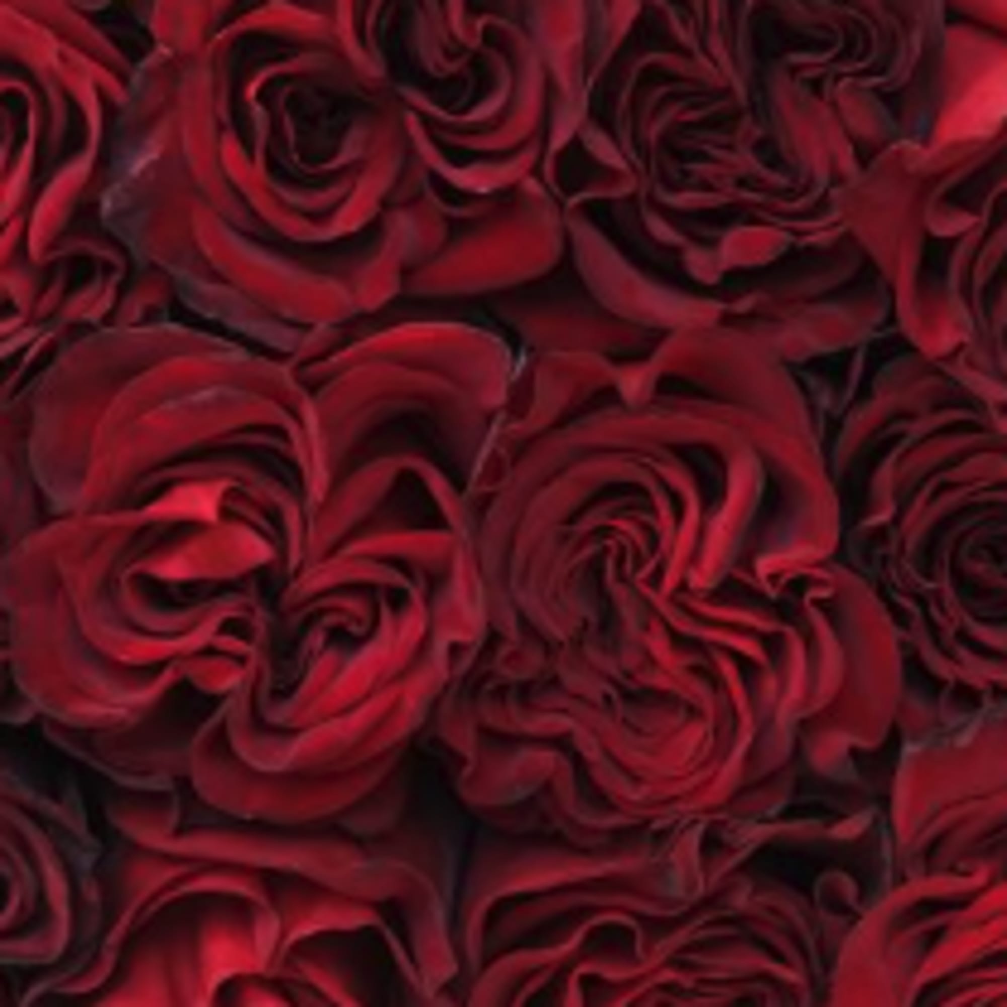 Close-up of tightly packed red roses