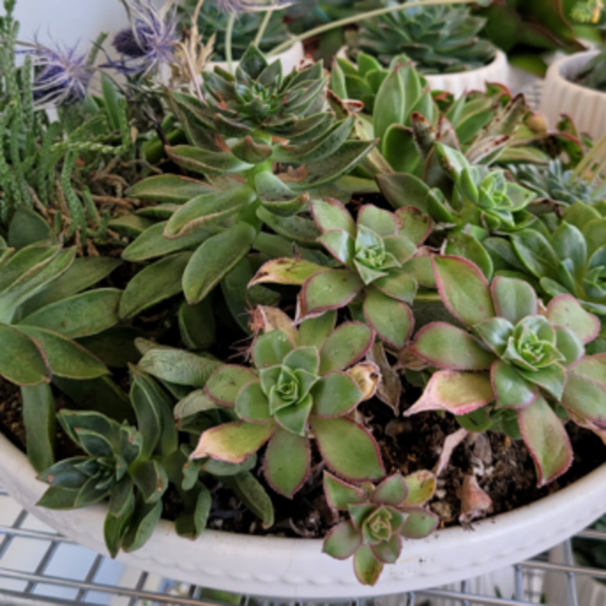A shallow white bowl filled with assorted succulents