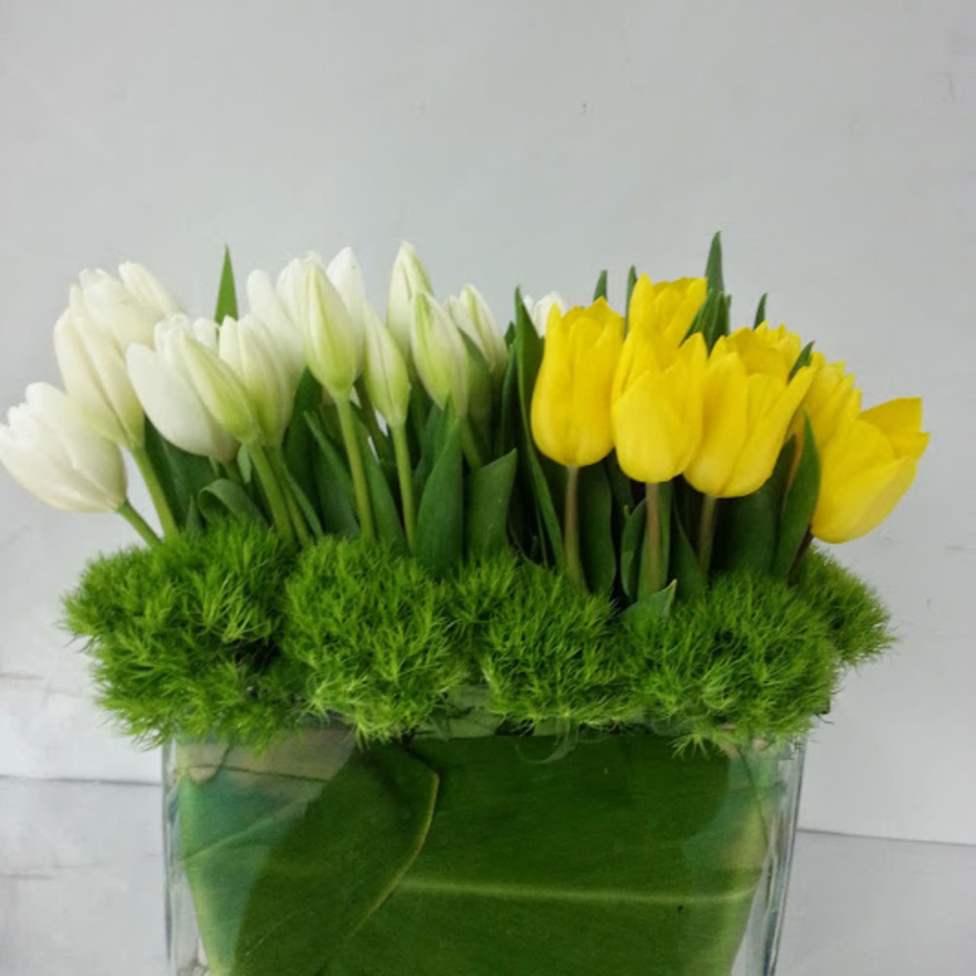 White and yellow tulips in a clear glass vase with green filler