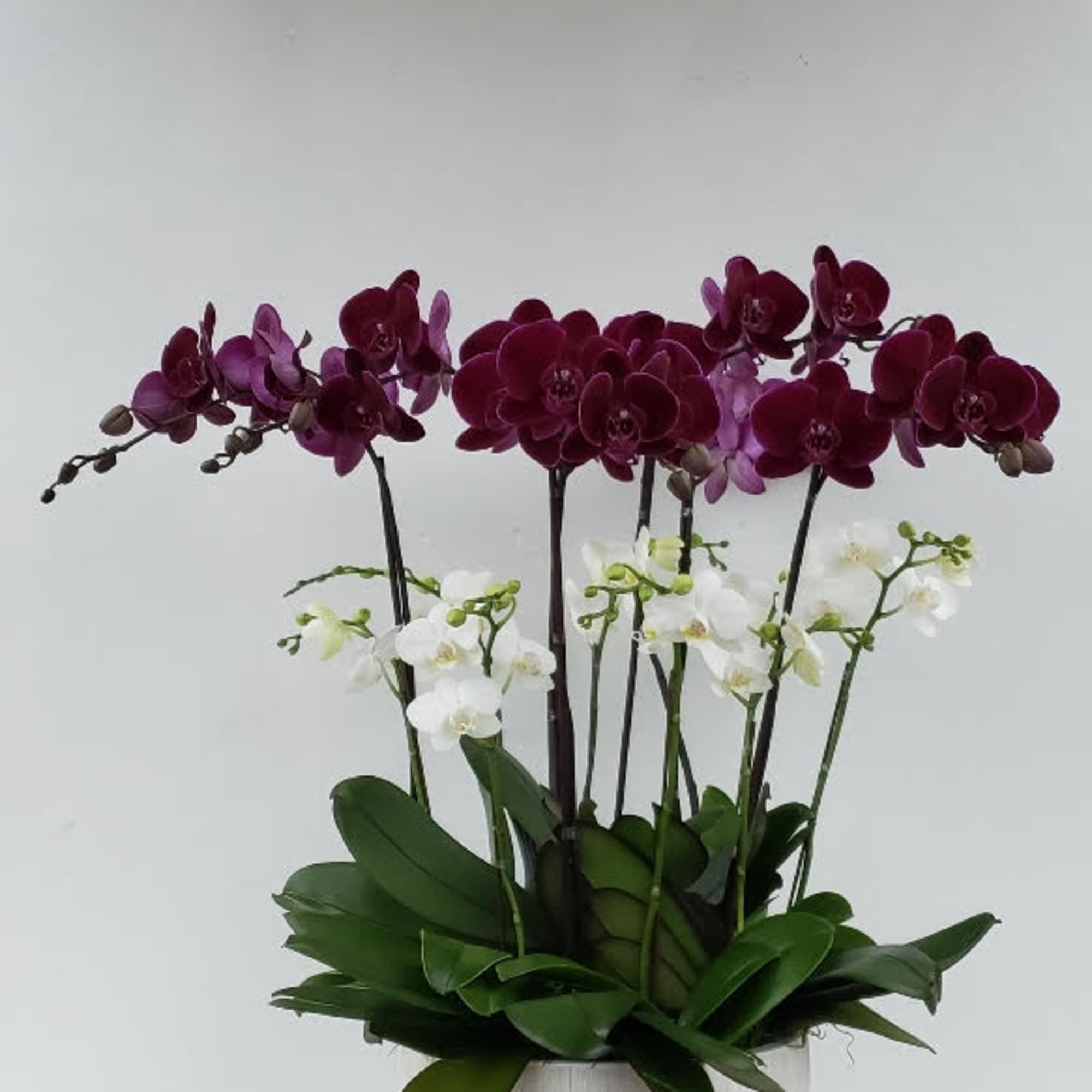 Potted orchids with deep purple and white blooms in a white planter