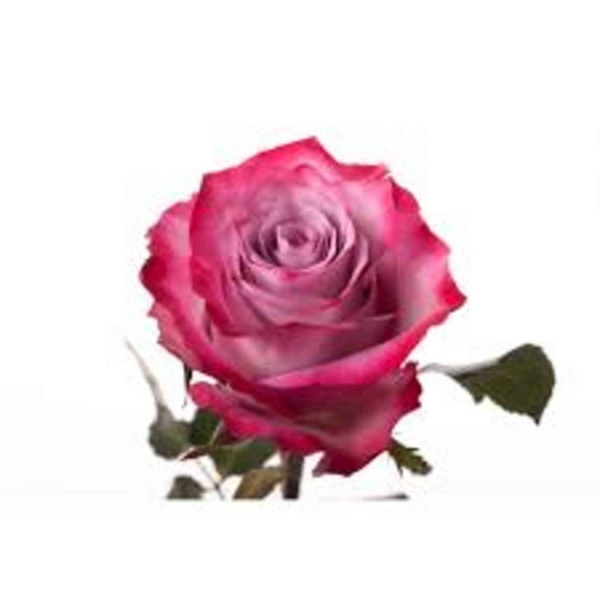 Single pink rose bloom with a few leaves on a white background