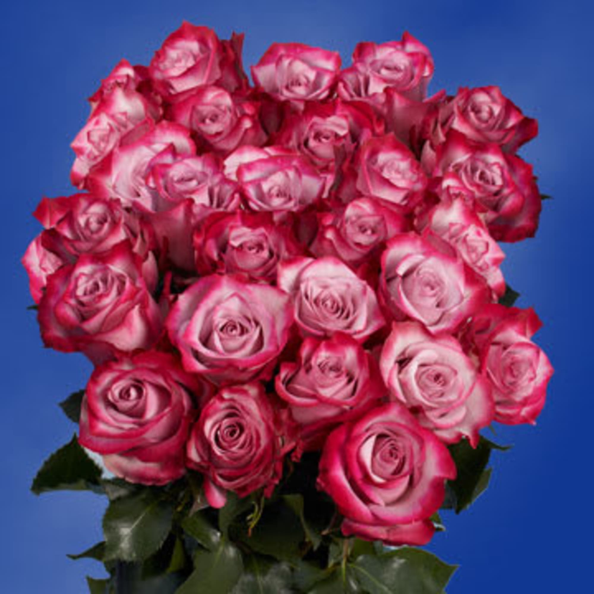 Bouquet of pink and white roses against a blue background