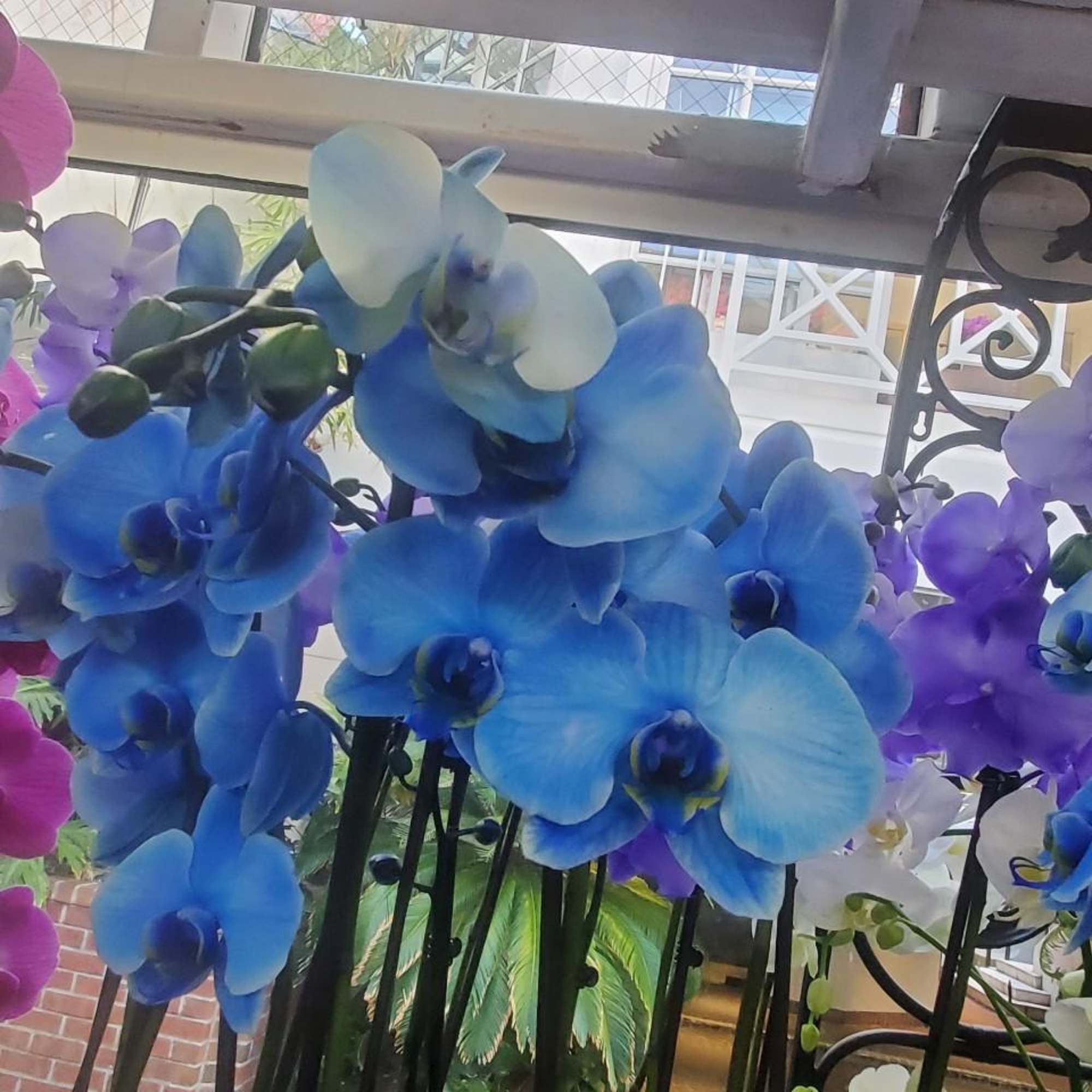 Blue and purple orchid blooms arranged on tall black stems