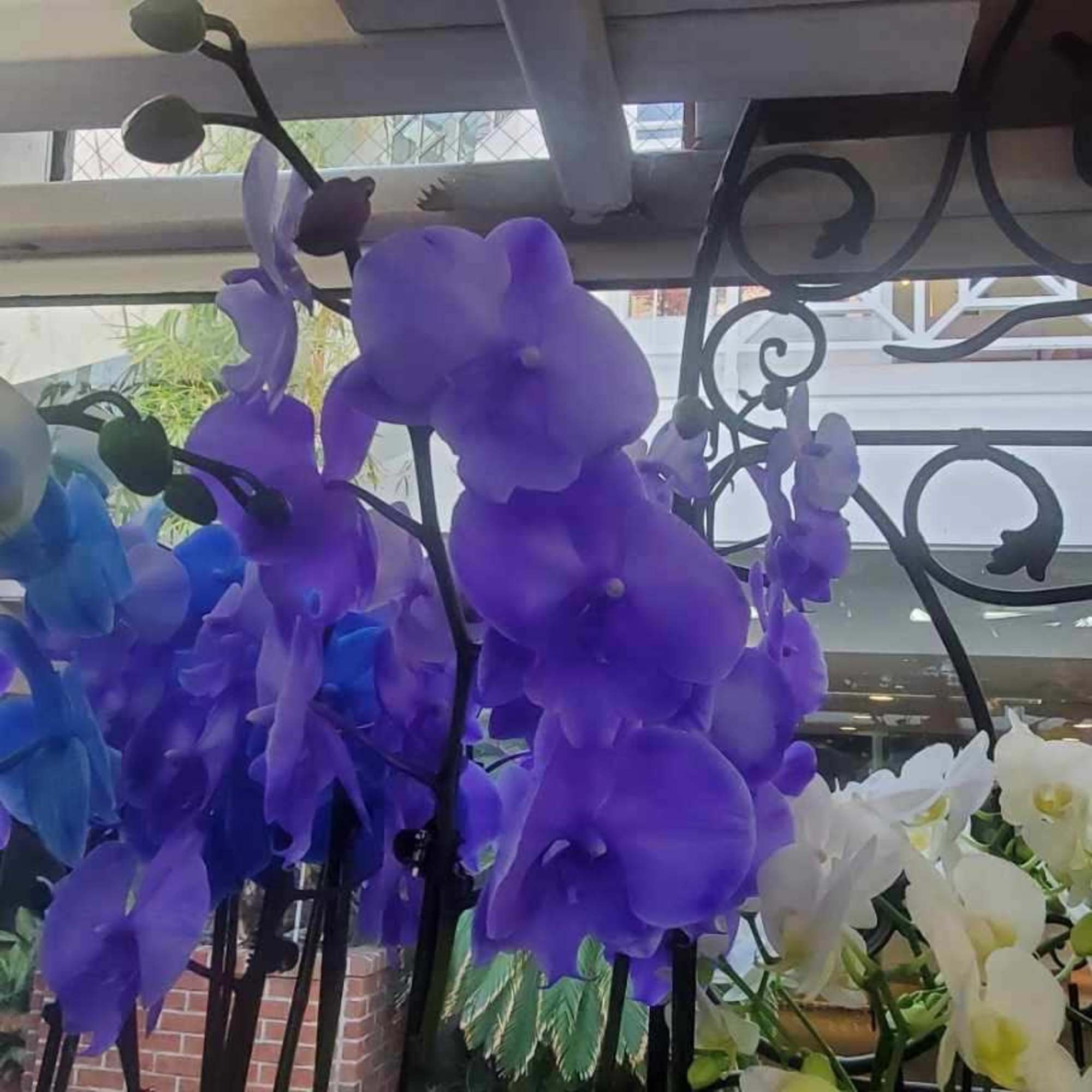 Purple and white orchid stems arranged in a decorative display