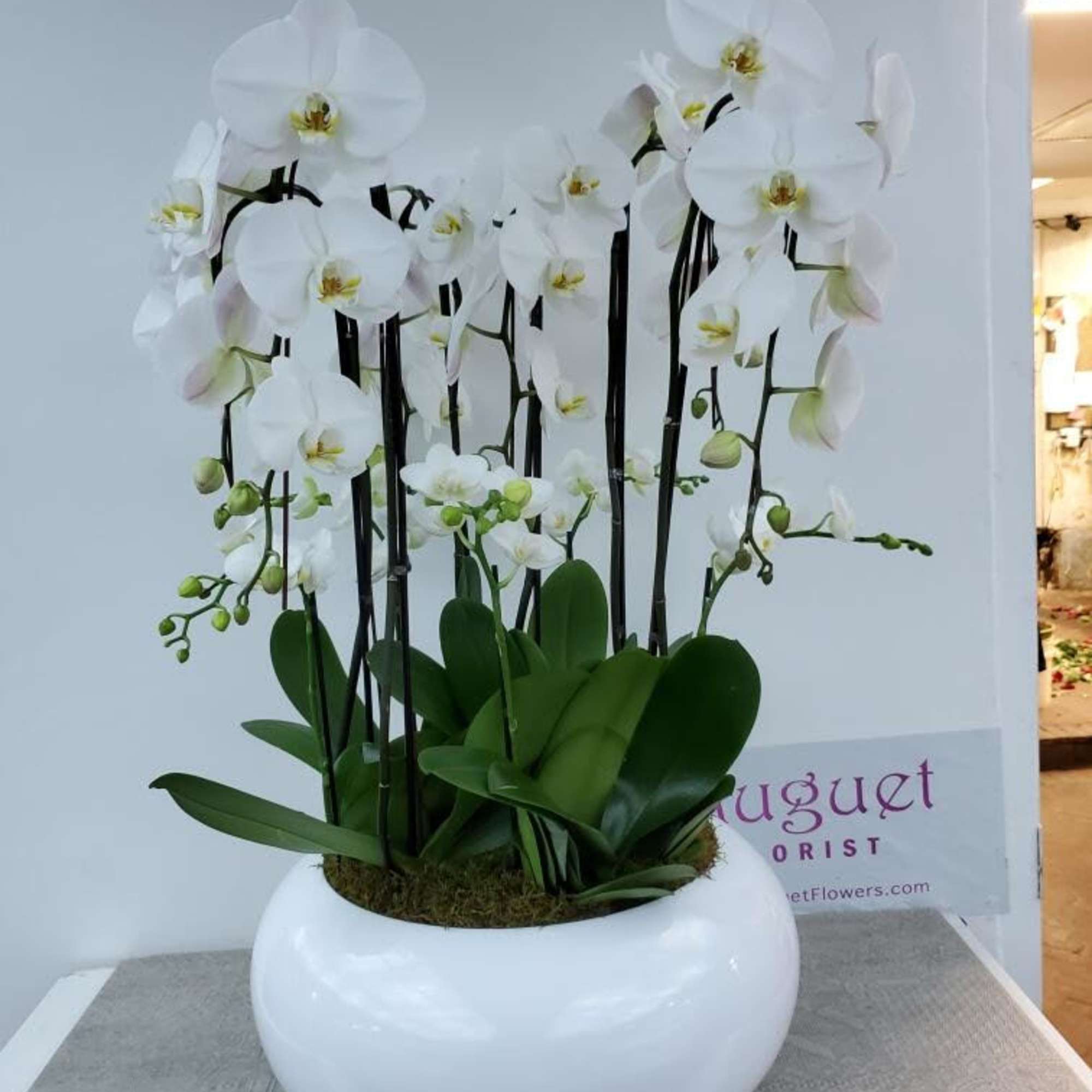 White orchid arrangement in a round white planter