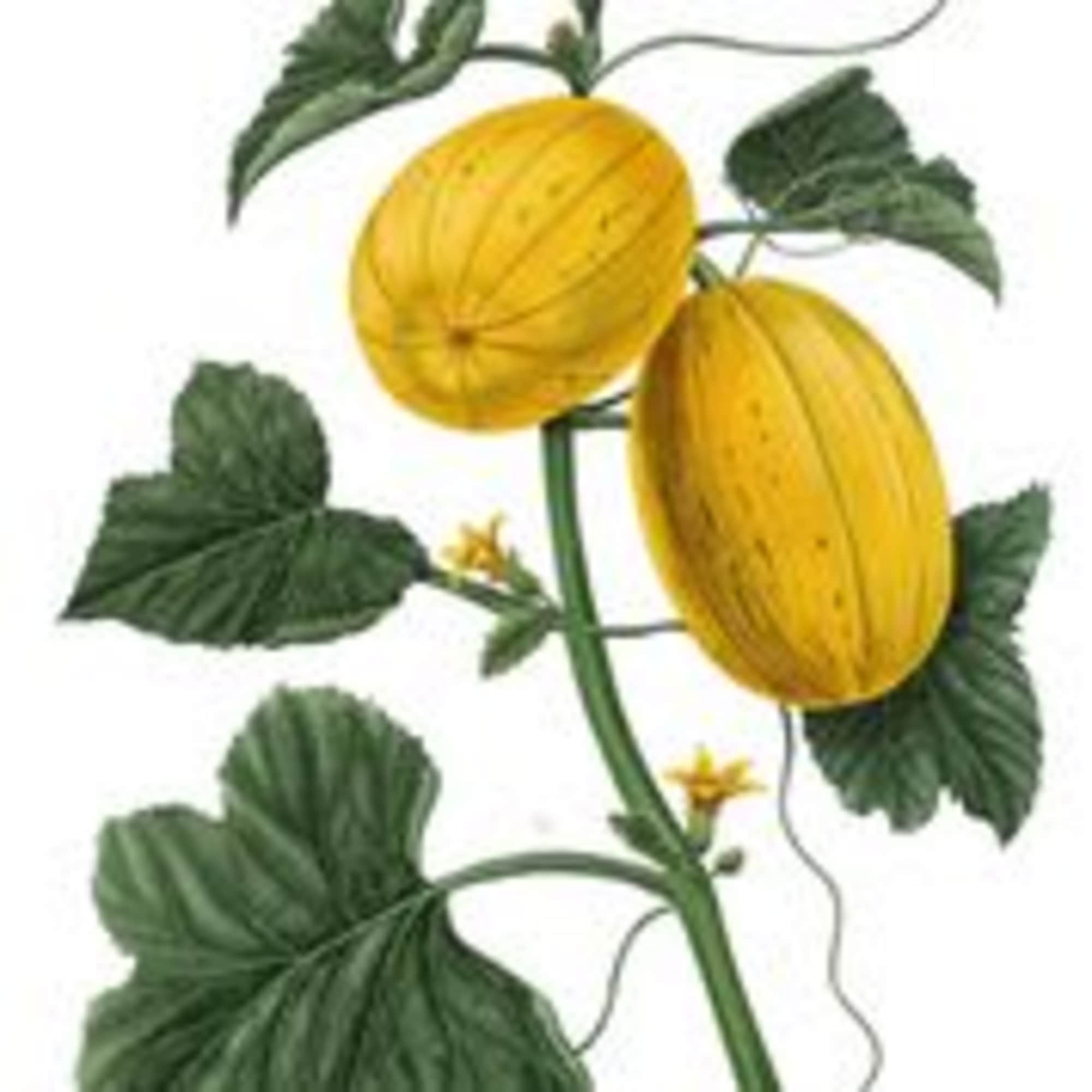 Yellow melon-like fruit on a vine with large green leaves