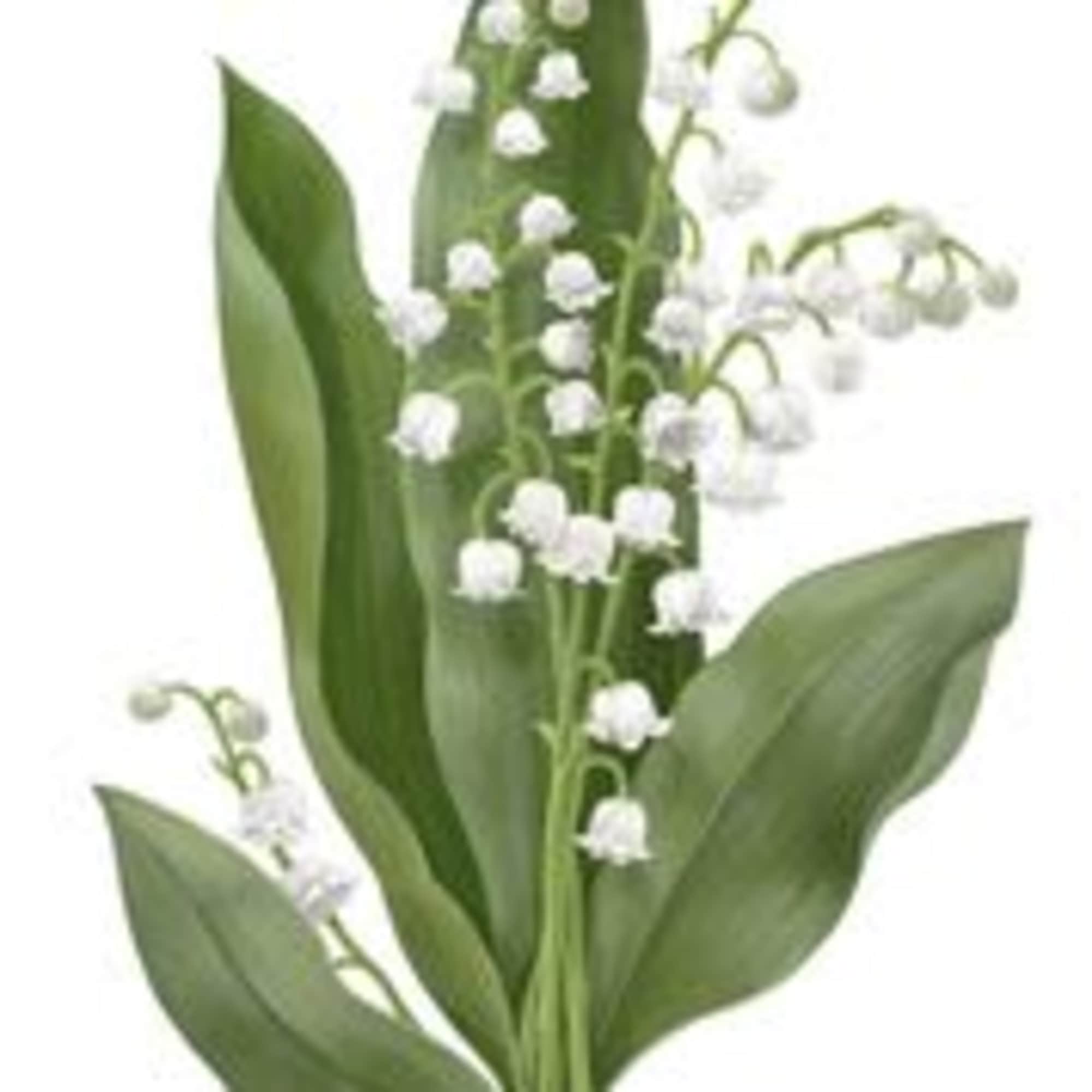 Sprig of white lily of the valley flowers with broad green leaves