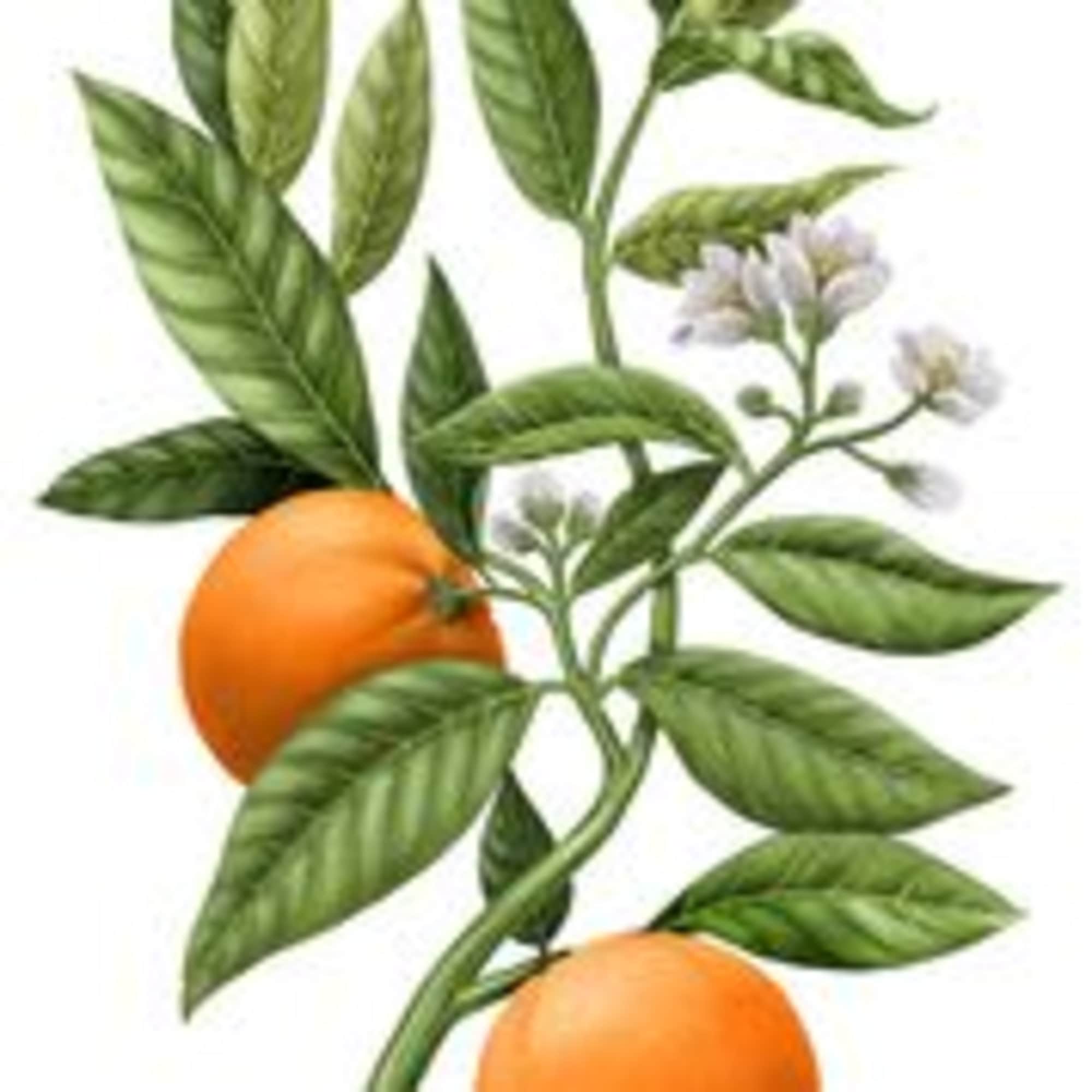 Orange fruit with green leaves and small white blossoms