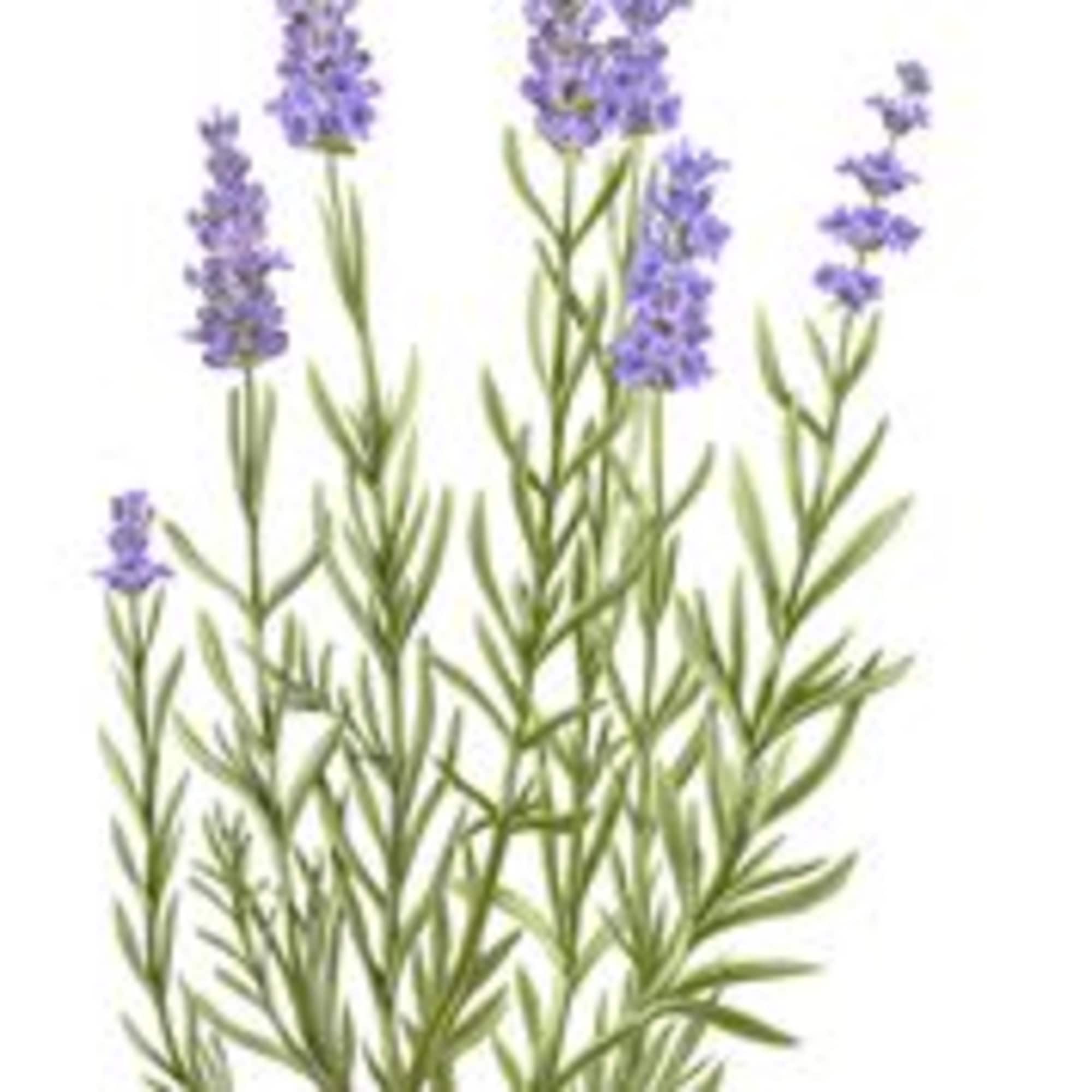 Purple lavender stems with narrow green leaves on a white background
