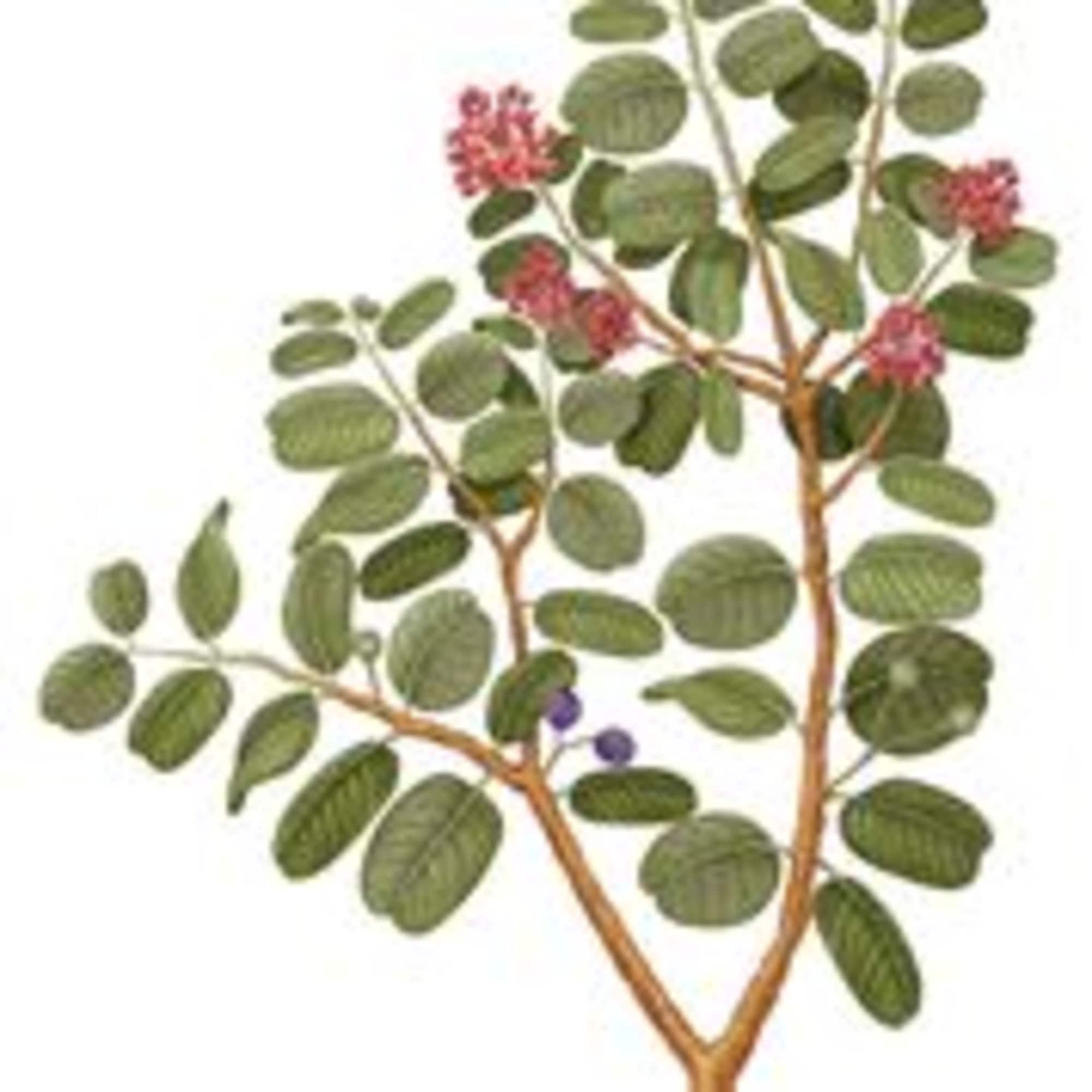 Branch with oval green leaves and small pink berries