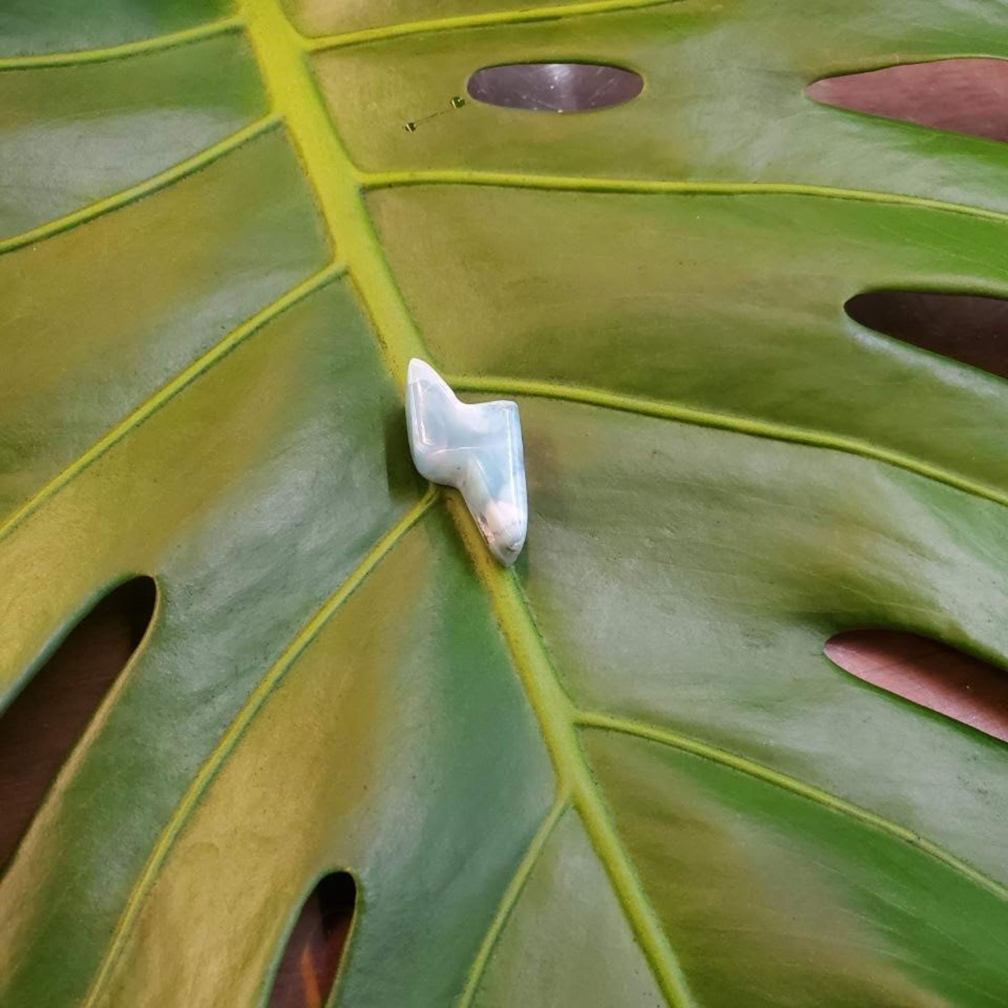 Close-up of a green split-leaf plant with a small white decorative object on it