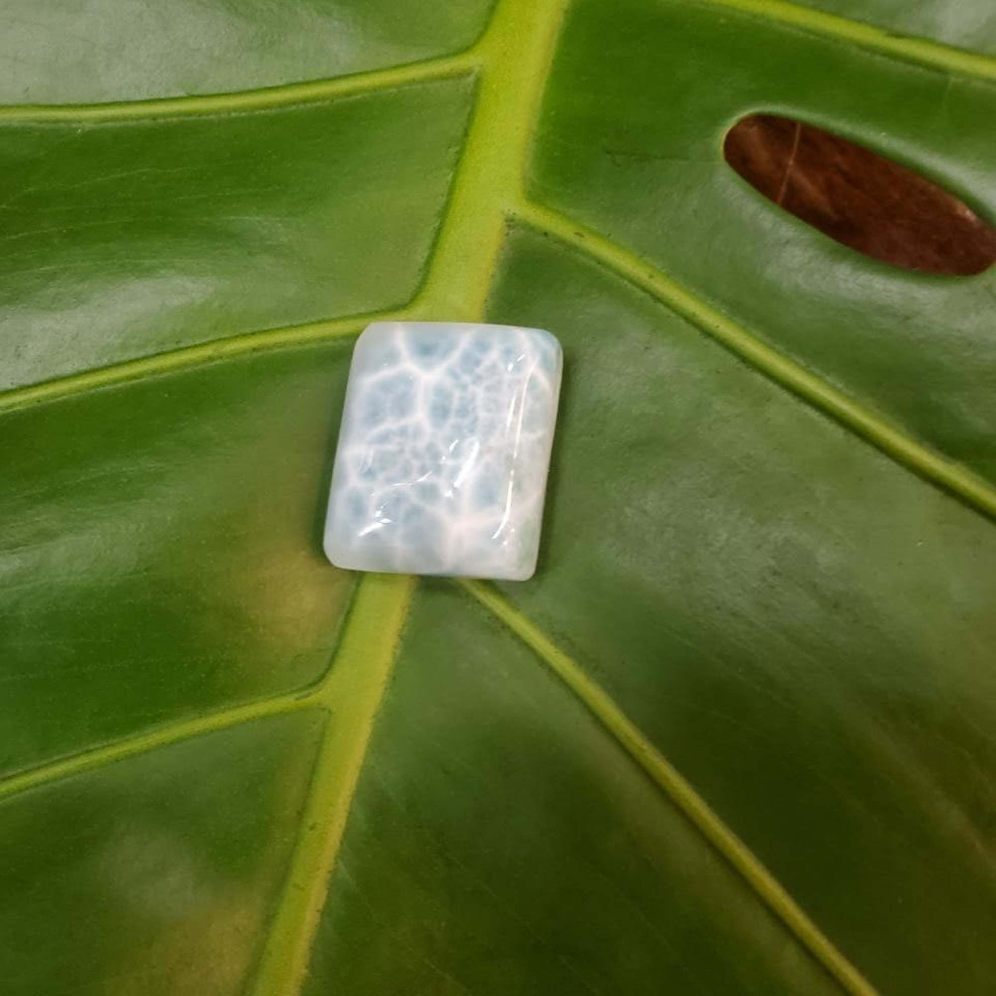 Small white-blue stone on a large green leaf