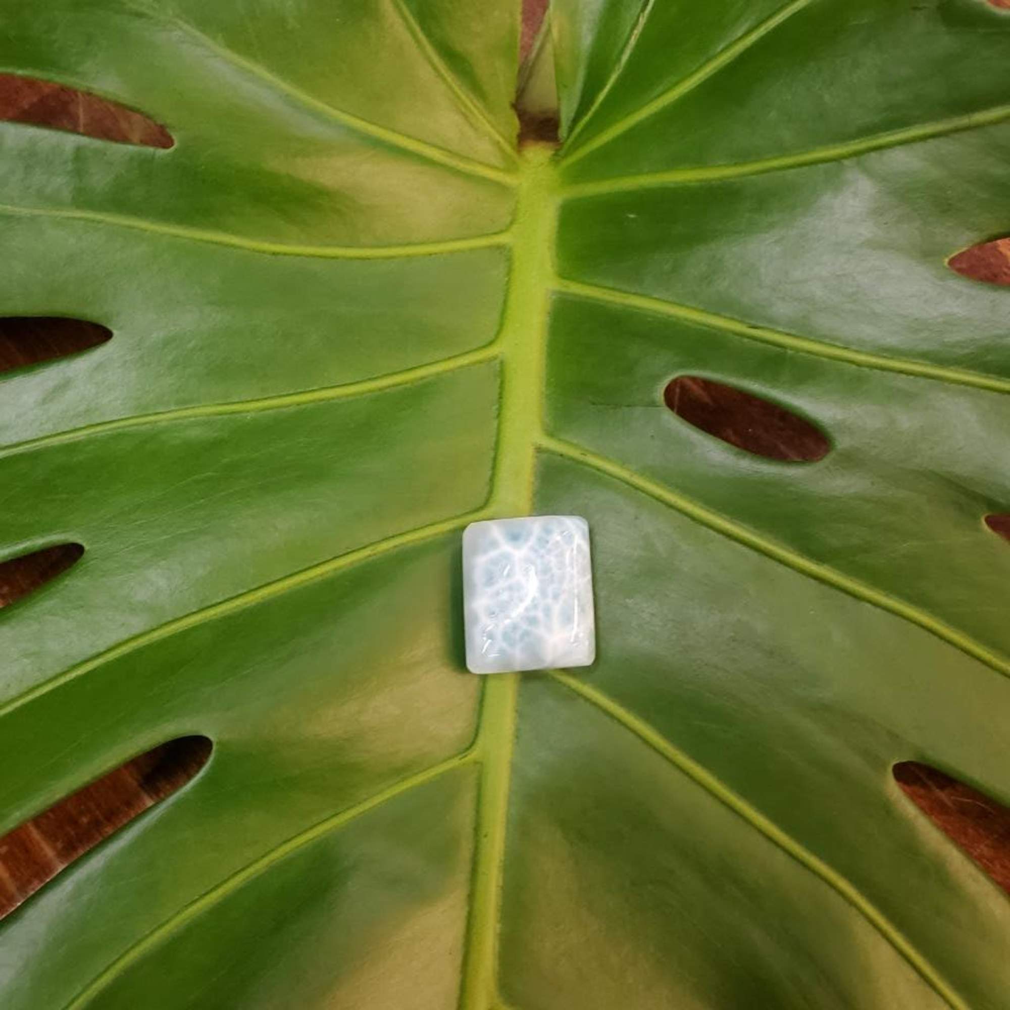 Large green tropical leaf with a small white stone on it