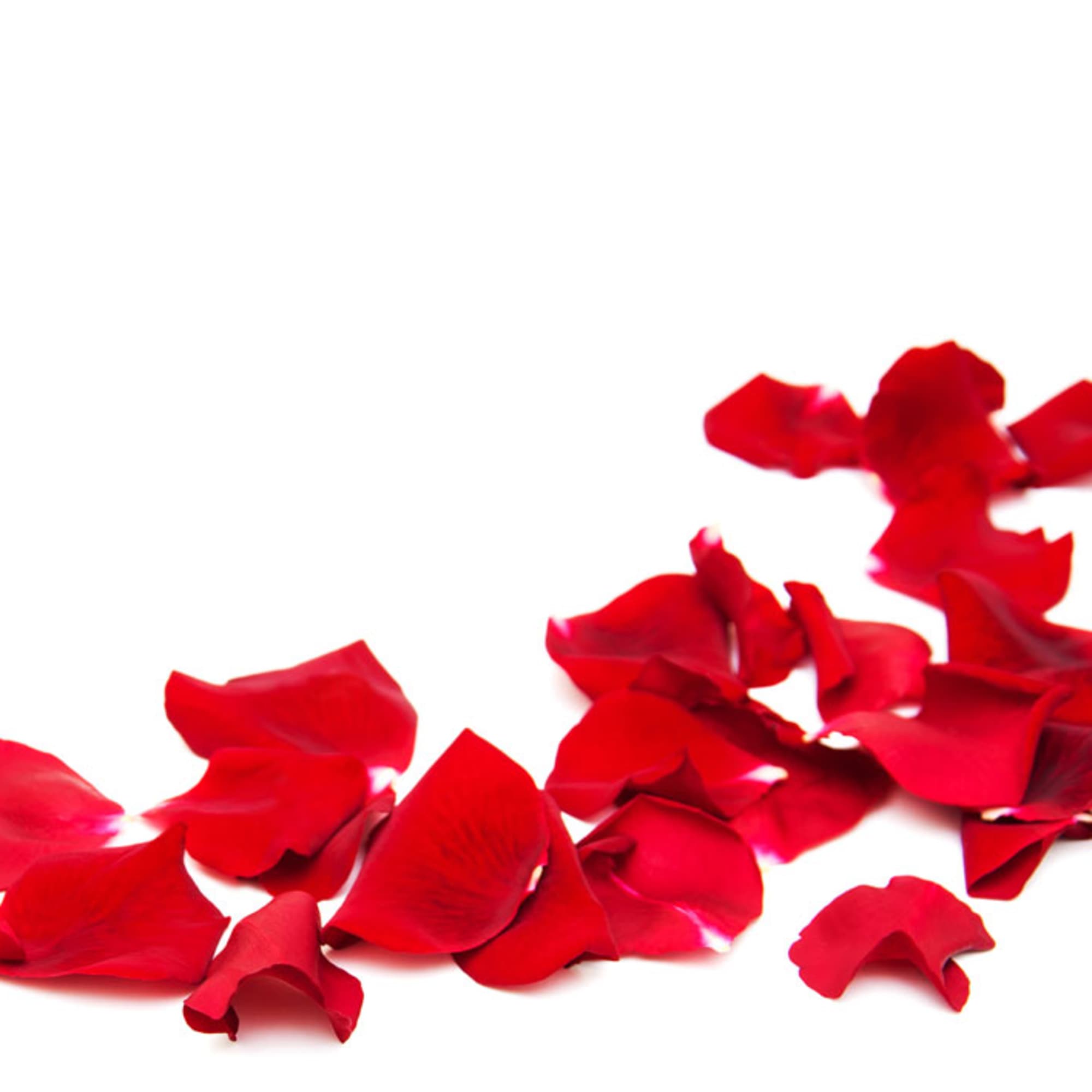 Scattered red rose petals on a white background