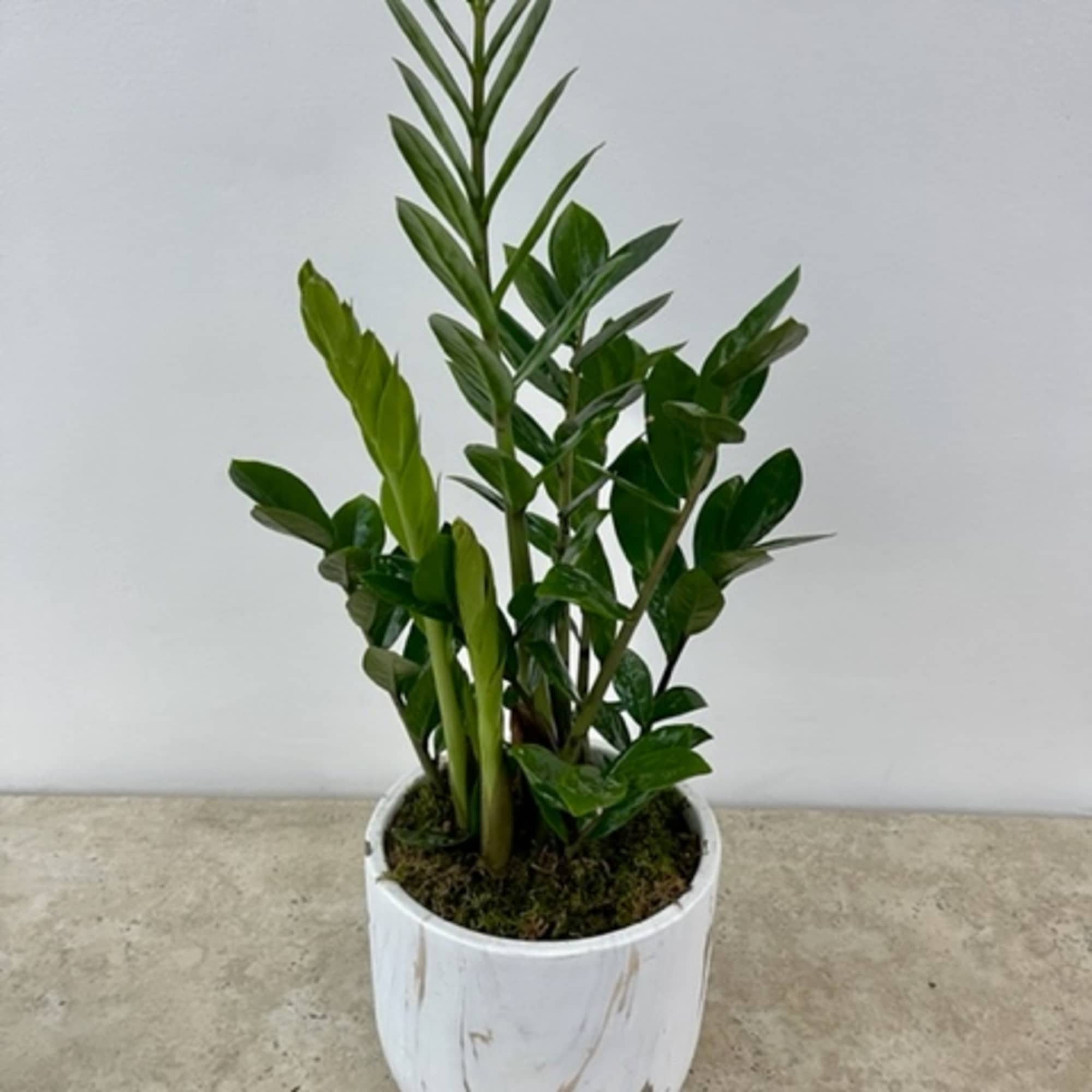 Potted green houseplant in a white ceramic planter