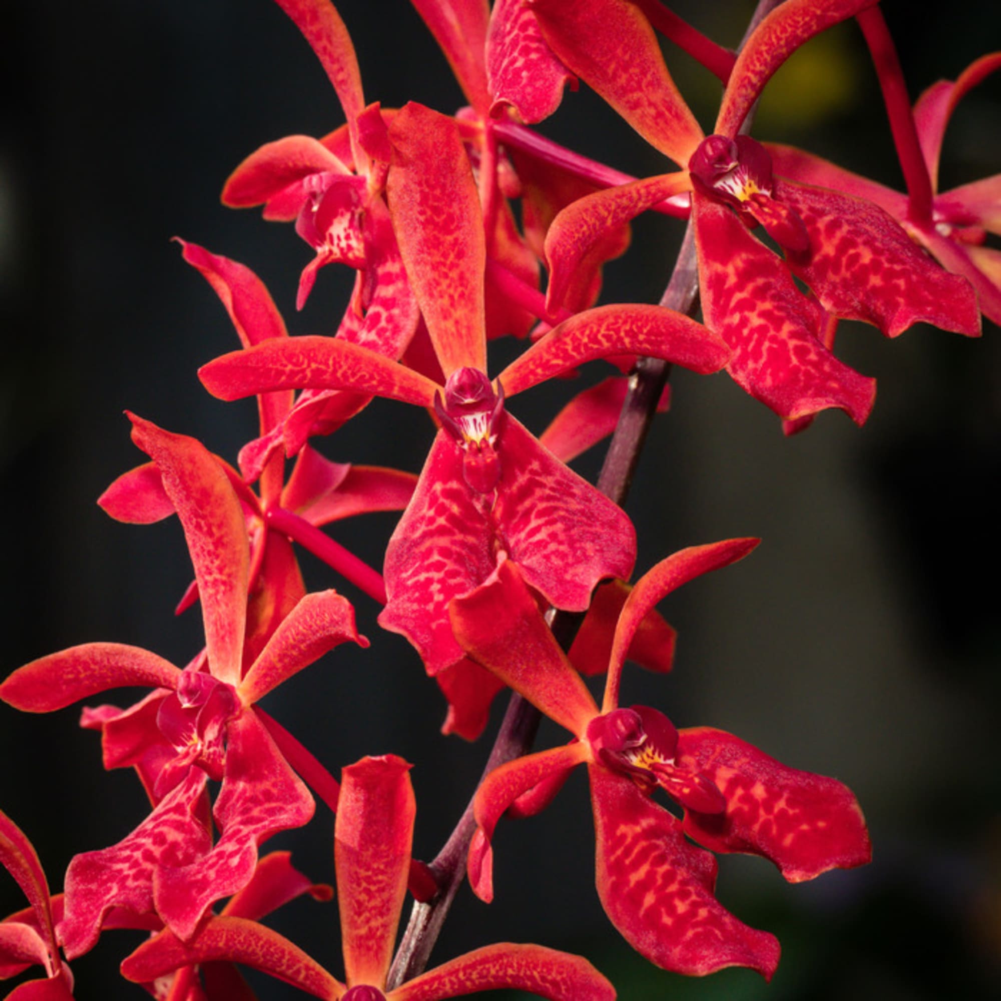 Close-up of red orchid blooms on a stem against a dark background