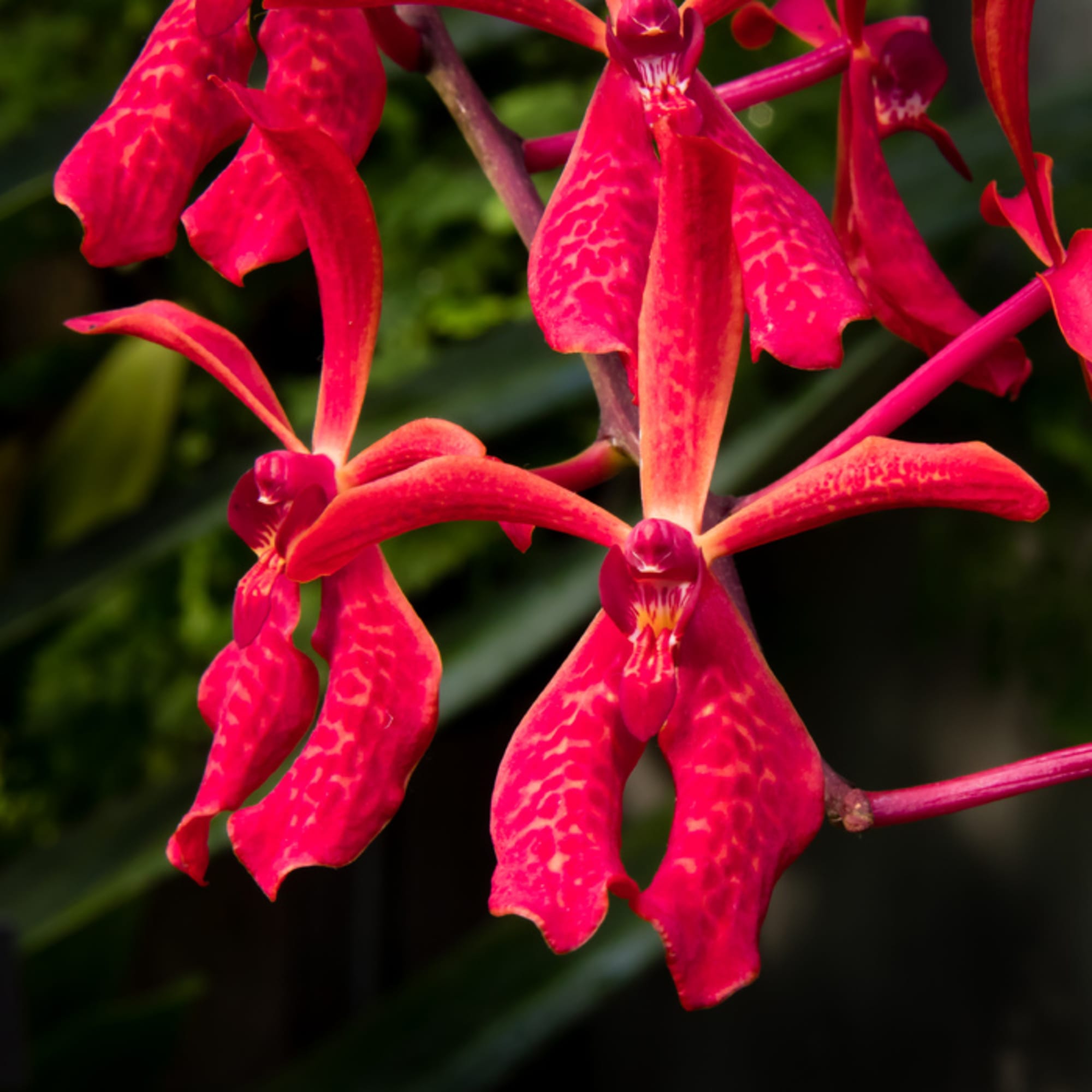 Close-up of bright pink orchids with spotted petals