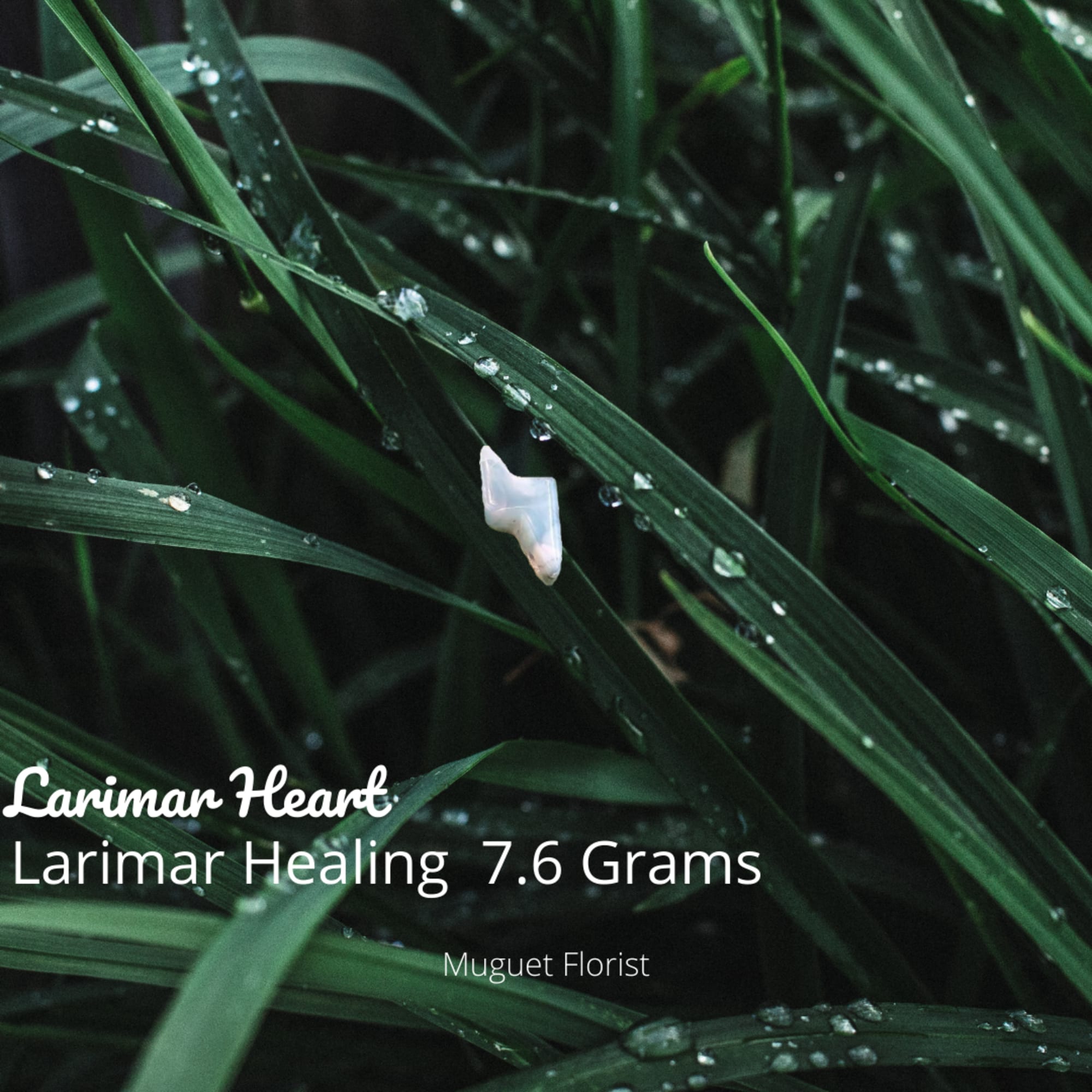Close-up of green grass blades with a small white stone