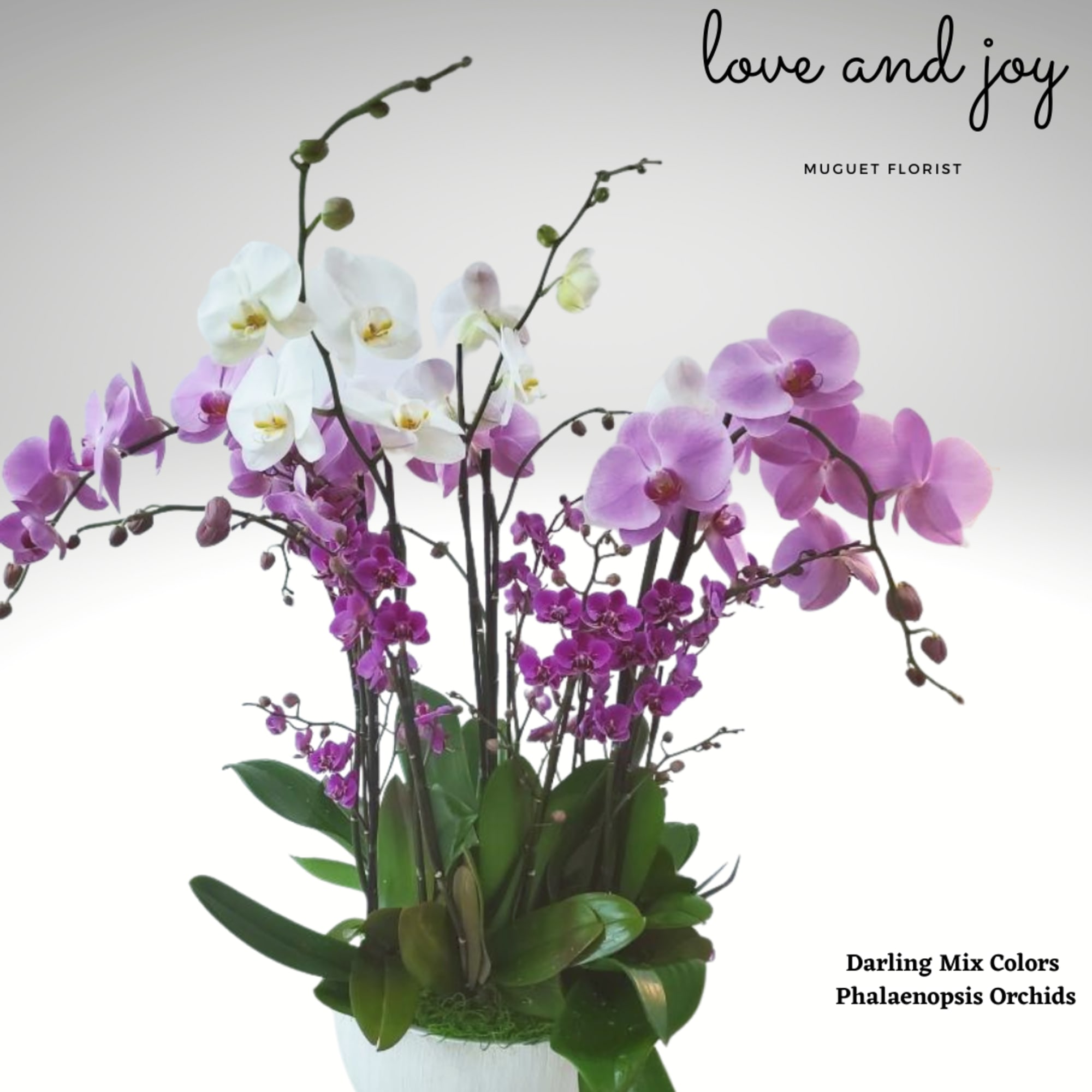 Arrangement of pink, purple, and white orchids in a white pot