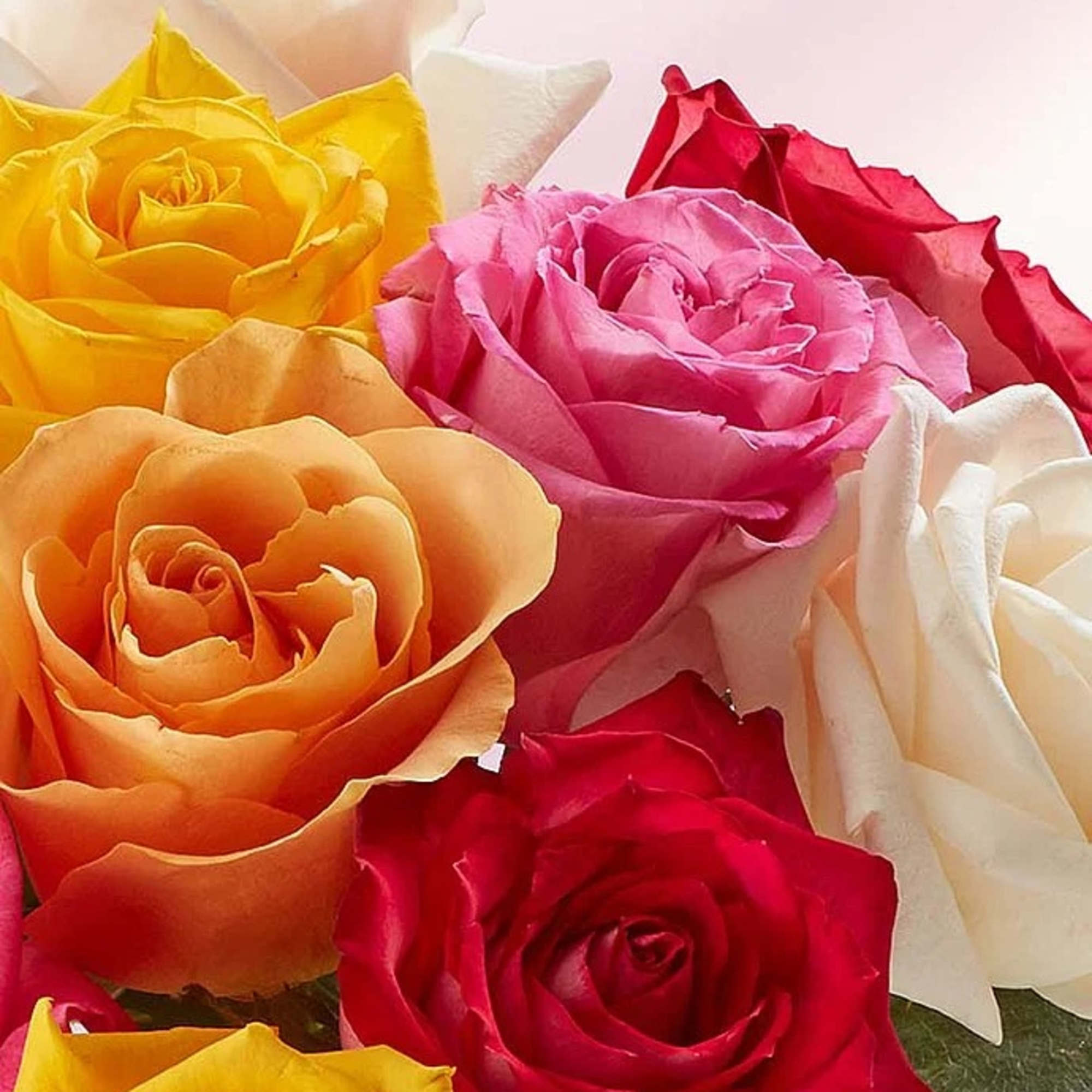 Close-up of multicolored roses in yellow, pink, red, orange, and white