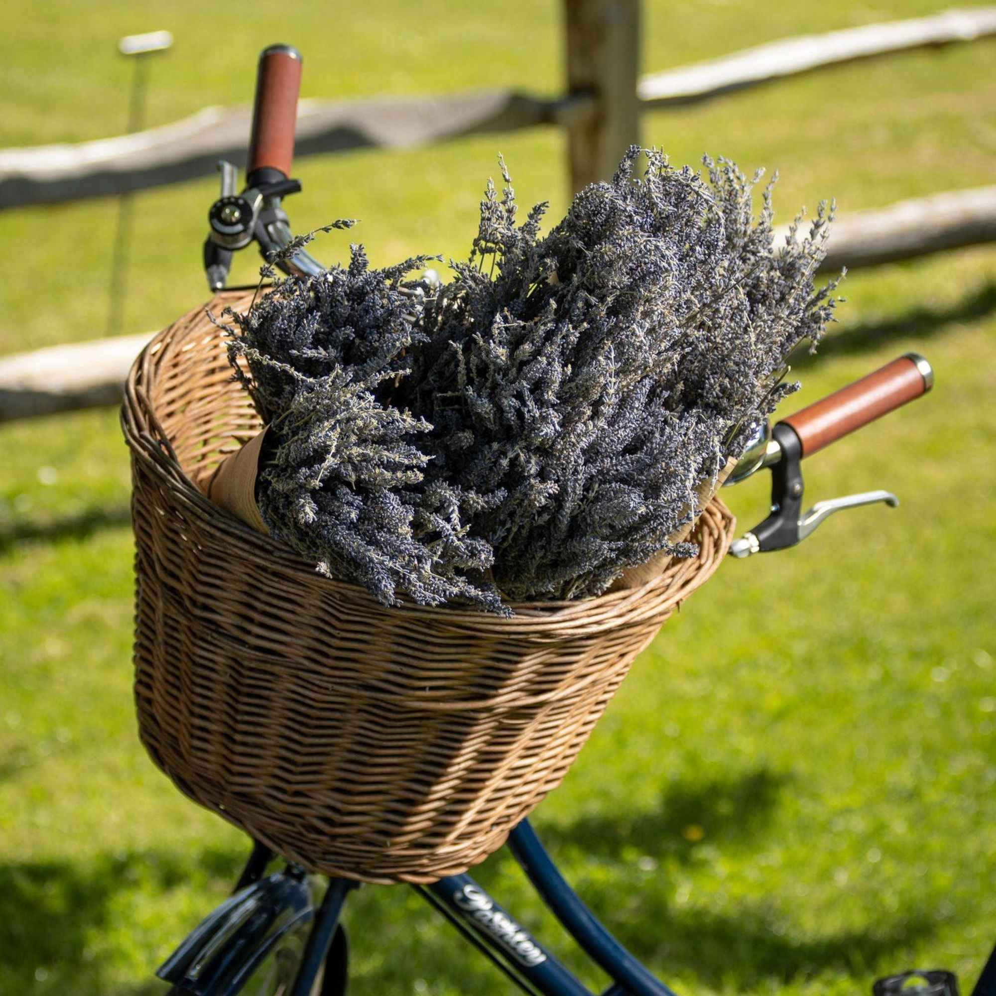 Wicker bicycle basket filled with dried lavender flowers