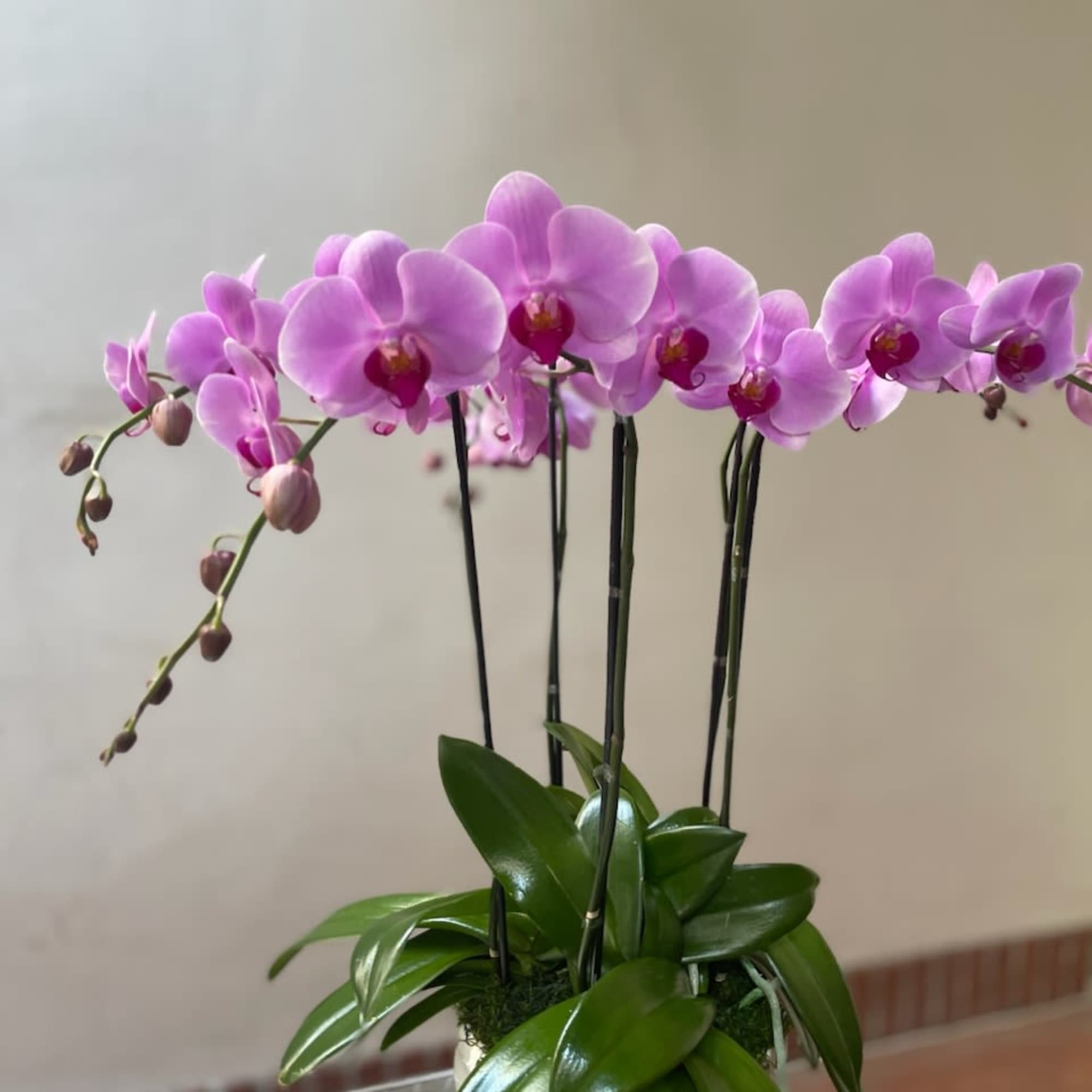 Pink orchid plant in a white pot with glossy green leaves